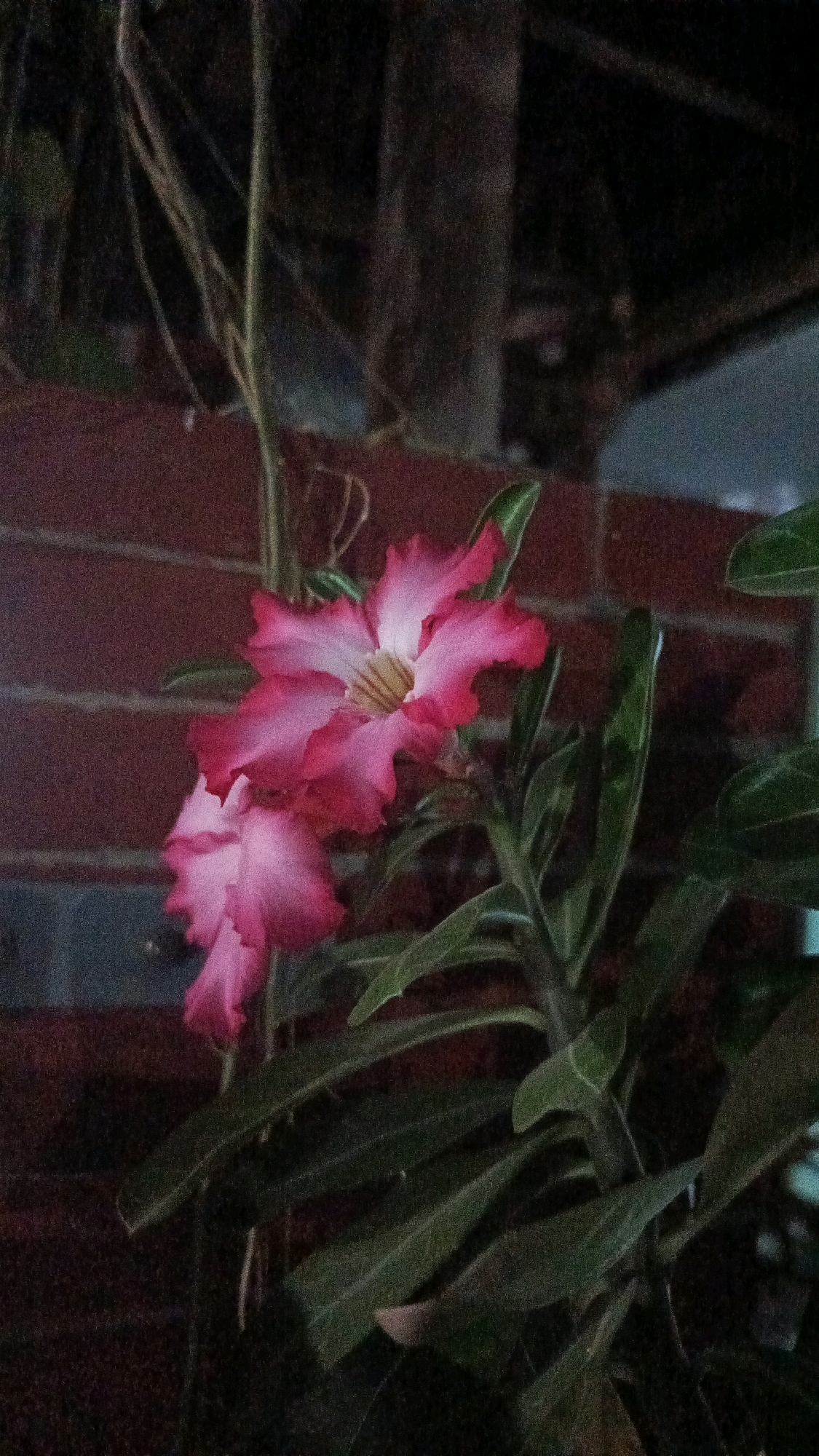 Two pink and white flowers are in focus, with one fully bloomed and the other partially closed. The background consists of a brick wall, some plant stems, and dark foliage. The image is a close-up shot of the flowers, taken in low light conditions. The location is Babadan, Indonesia, at a plant nursery.