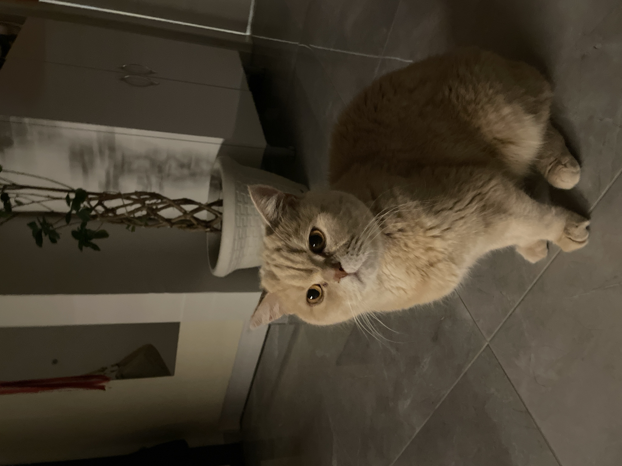 A medium, eye-level shot shows a tan tabby cat lying on gray tiles. The cat is oriented towards the left side of the frame, looking directly at the camera with its head tilted slightly. The cat is fluffy with dark brown eyes and pale, nearly white whiskers.
To the left of the cat, there is a cabinet, its front facing forward. Next to the cabinet is a white pot with bare branches.
The image suggests an indoor environment, potentially a home in an unknown city and state.
