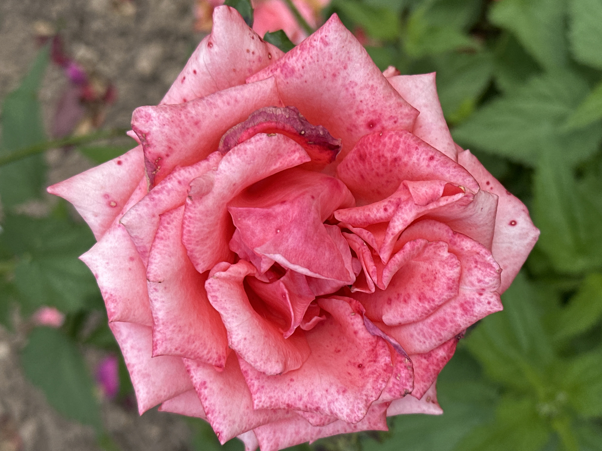 A close-up, overhead view of a pink rose with speckled petals. The rose is in full bloom and its petals are layered and slightly ruffled. Some of the petals have small, dark red spots scattered across their surface. The background is softly blurred, with green leaves and a hint of brown ground visible. There is no indication of the city of Podolsk, Russia, in the image.