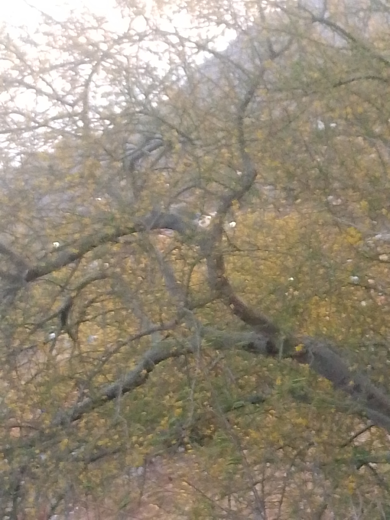 The image depicts a close-up view of a tree with thin, intertwined branches against a blurred background. The branches are mostly bare, with some small yellow leaves or buds scattered throughout. The background appears to be a mix of vegetation and possibly a distant mountain or hill. The location is not explicitly identifiable as Altagracia, Venezuela from visual cues in the image.