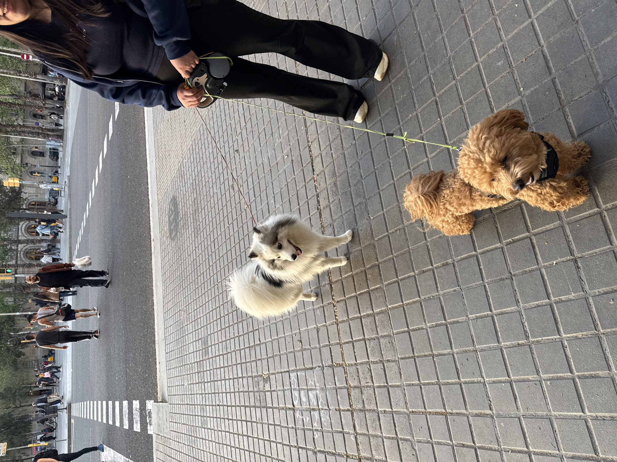A high-angle shot shows a woman walking two dogs on a leash on a Barcelona, Spain, sidewalk. The woman, seen from the shoulders down, wears a dark blue jacket, black pants, and white sneakers. She is holding a black retractable dog leash. One dog is a medium-sized white and black spitz-type breed, and the other is a brown poodle mix. The poodle is lying on the ground. The sidewalk is made of gray square paving stones. A crosswalk and traffic are visible on the left. Pedestrians walk on the crosswalk. Buildings and trees line the background. The light suggests it is daytime.