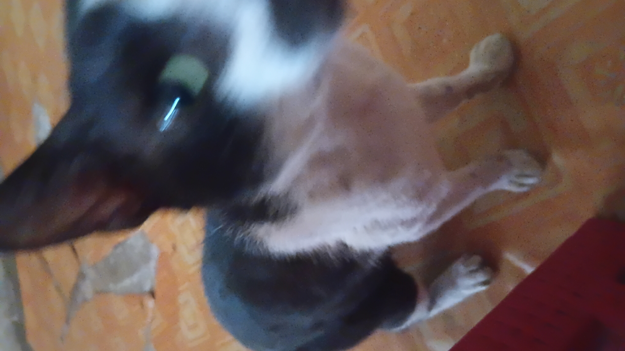 The image shows a close-up of a black and white cat on an orange tiled floor. The cat's head is turned to the right, and its eyes are green. Its body is mostly black with white patches on its chest and legs. The floor tiles are arranged in a diamond pattern. The image is blurry and appears to be taken indoors. The location is identified as Prabumulih, Indonesia.