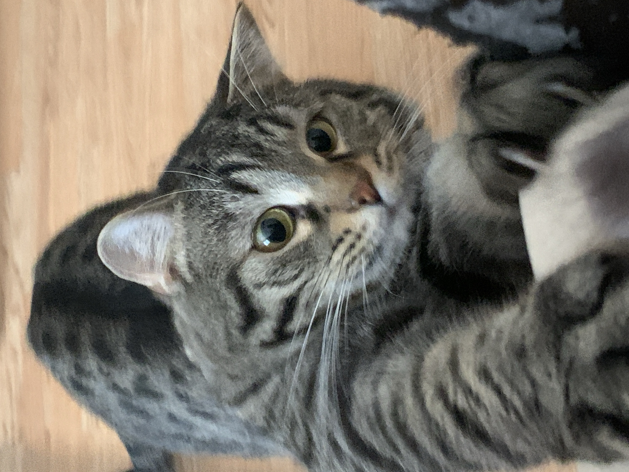 A domestic short-haired tabby cat is featured in a close-up, eye-level photograph. The cat has a distinctive gray coat with darker gray and black stripes and swirling patterns across its fur. Its large, round eyes, which are a striking yellowish-green or amber hue, are wide and focused directly at the viewer, with slightly dilated pupils, conveying an expression of curiosity and engagement. Its small, pinkish-brown nose and prominent white whiskers are clearly visible. The cat's pointed ears are perked up, suggesting alertness, and its head is slightly tilted.
The cat is positioned against a light brown wooden floor or surface, which serves as the primary background, indicating an indoor setting. A dark, blurred object, possibly a blanket, cushion, or piece of furniture, is visible on the right side and upper right corner of the frame. The lighting appears soft and even, highlighting the cat's features. There is no visible text in the image. The scene is set indoors, likely a home, in Stavropol, Russia.