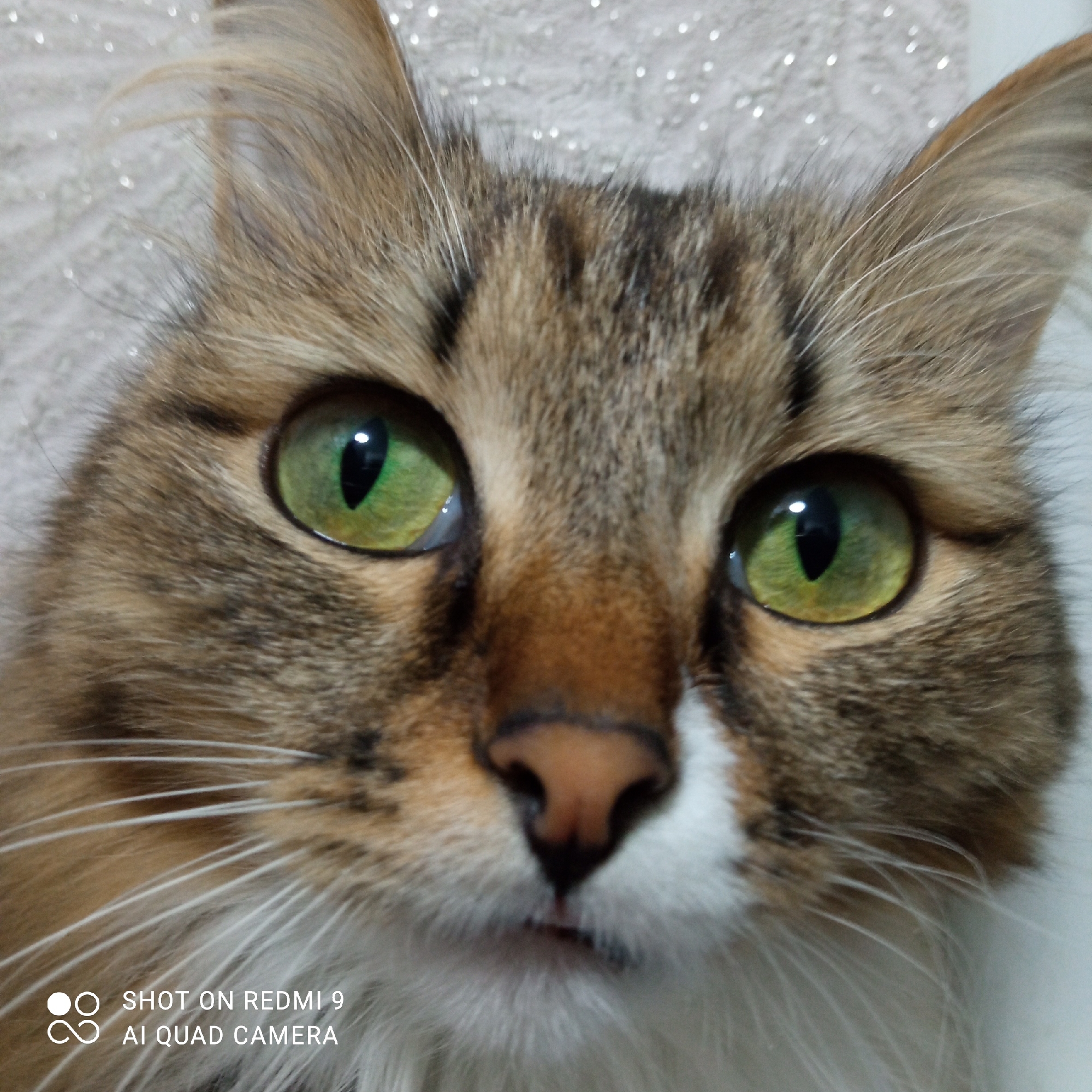 A close-up photograph depicts the face of a cat with green eyes. The cat has brown and tan fur with white markings around its nose and mouth. The background is a blurred white surface. The text "SHOT ON REDMI 9 AI QUAD CAMERA" appears in the lower left corner of the image. The image location, Chaikovsky, Russia, is not evident from the visual content.