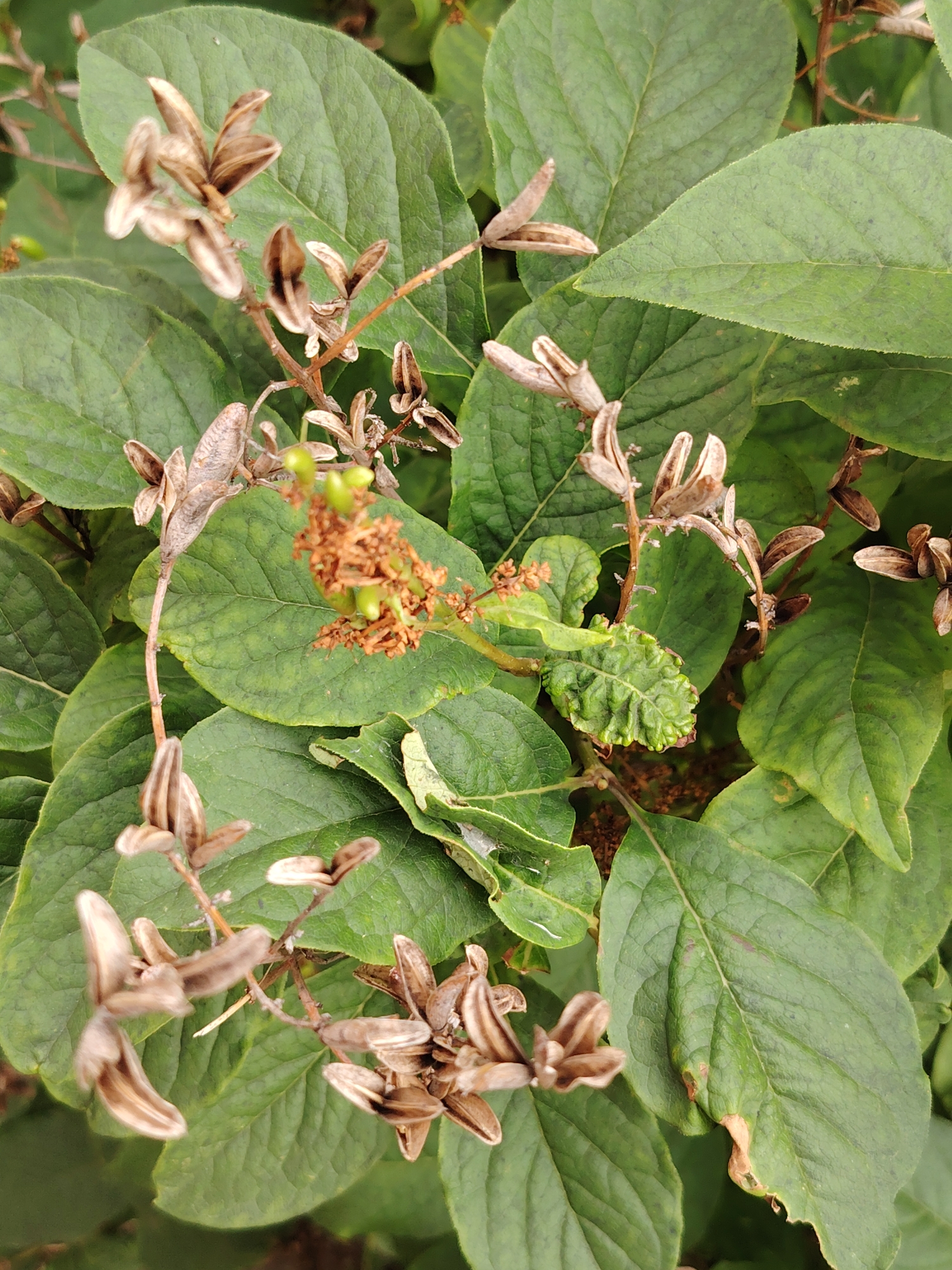 A close-up, top-down view captures a cluster of dry, brown seed pods and green leaves. The seed pods, which appear to be woody and curled, are scattered across the frame, some clustered together and others isolated on thin stems. Their interiors are visible, revealing a split or opening. Amidst the pods are lush green leaves, some broad and ovate, with visible veins and slight discoloration or browning at the edges. A few smaller, reddish-brown clusters, possibly remnants of flowers or immature seed structures, are also present. The overall impression is of a plant in its late fruiting stage, possibly in an outdoor setting. The provided information states this image was taken in Balashikha, Russia, but this detail cannot be visually confirmed from the image content itself. There are no people, animals, or man-made structures discernible within the frame.