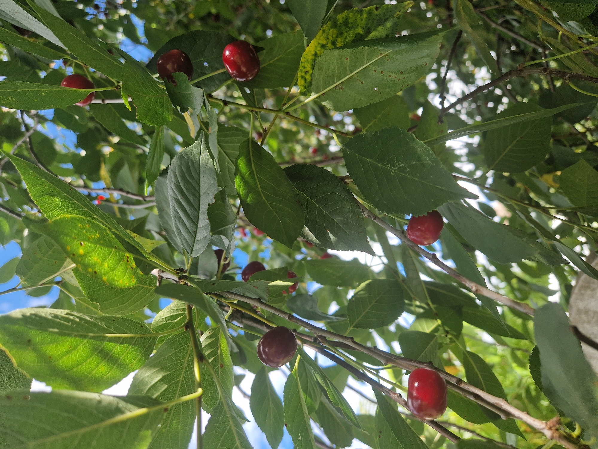 The image captures a close-up view of a cherry tree bearing ripe fruit. Several dark red cherries are visible, some hanging individually from thin branches, while others are clustered together. The cherries are glossy and appear plump. Green leaves, some of which show signs of natural blemishes or disease, surround the fruit. Sunlight filters through the leaves, creating dappled lighting and highlighting the veins of the foliage. In the background, glimpses of a bright blue sky with some white clouds are visible, suggesting an outdoor setting. The image is taken from a low angle, looking upwards into the canopy of the tree. The scene appears to be an ordinary day in a natural environment, possibly a garden or orchard. The overall impression is one of abundance and the ripeness of the cherry harvest. There are no people or animals in the frame. The location is specified as Kalynove, Ukraine.