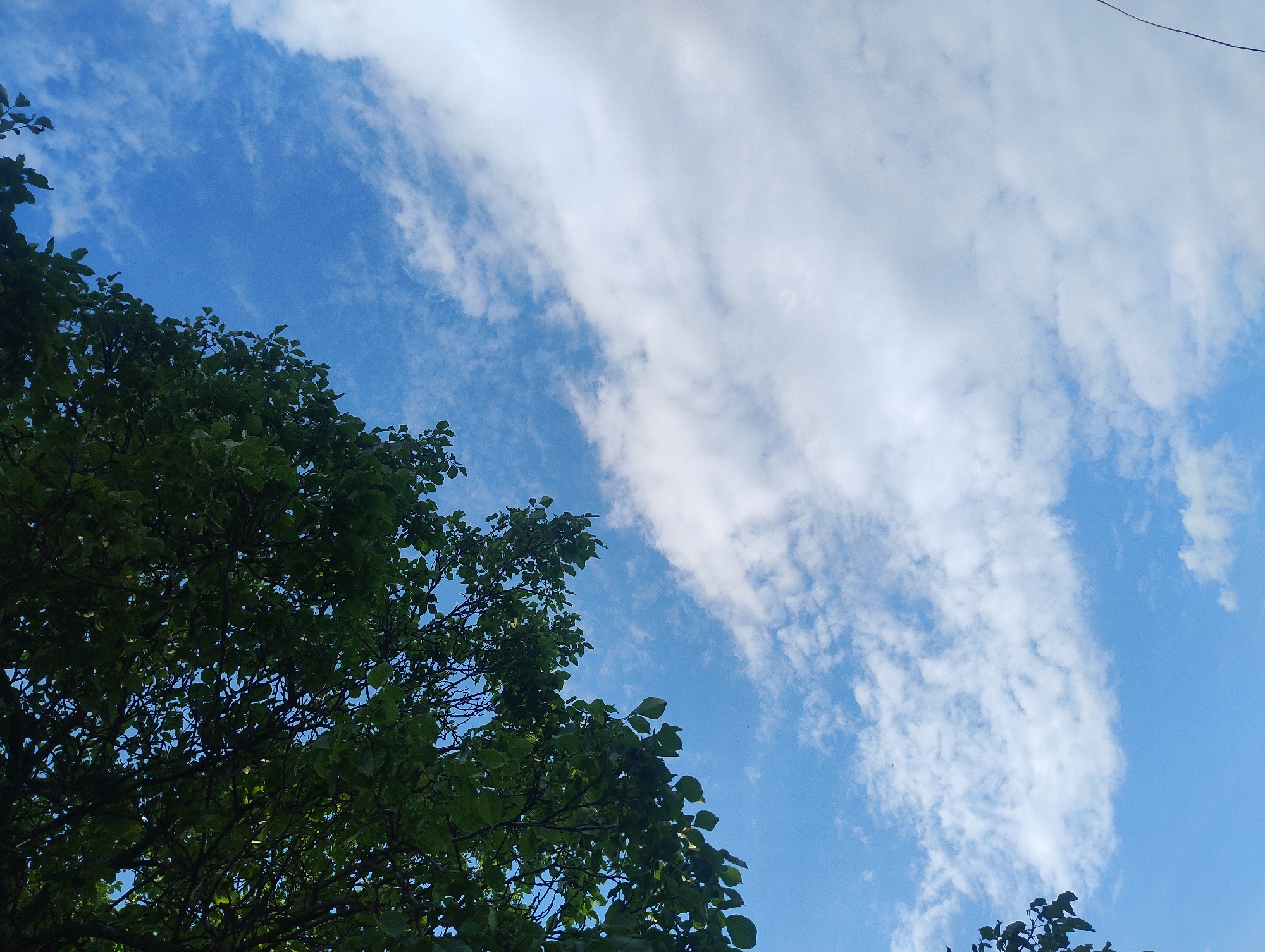 This media file is a photograph taken from a low angle looking up at a blue sky filled with scattered white clouds. The left side of the frame is dominated by the dense, dark green foliage of a tree, with its branches and leaves obscuring parts of the sky. The sunlight filters through the leaves in some areas, creating a dappled effect. A thin black wire is visible in the upper right corner, extending across the sky. The weather appears to be clear and sunny, typical of daytime. The overall scene evokes a sense of a peaceful, natural outdoor environment. There is no visible text in the image.
