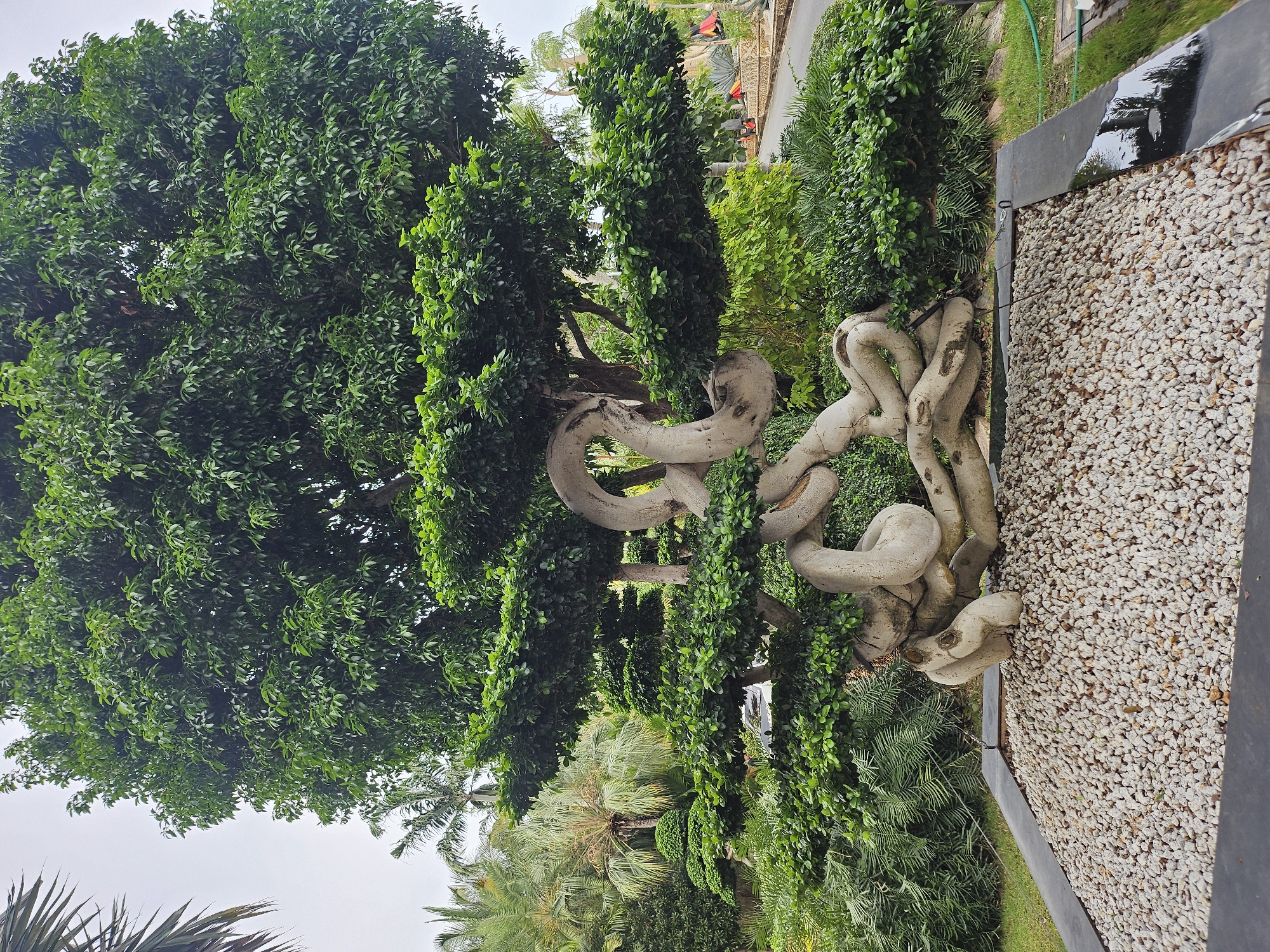 This is a full, eye-level, vertical shot of a large, artistically trained bonsai tree displayed in a garden setting in Na Chom Thian, Thailand. The tree has a thick, gnarled, light-colored trunk with prominent roots that twist and turn, forming an abstract sculpture. The trunk and branches are covered in lush, dark green foliage. The bonsai is planted in a rectangular planter filled with small, light-colored pebbles. Surrounding the bonsai is a dense arrangement of various green plants, including ferns and palm-like trees, suggesting a tropical environment. In the background, a paved pathway curves to the right, bordered by more greenery and some distant structures. The sky is overcast, with a pale gray hue. The overall scene conveys a sense of meticulous landscaping and artistic horticultural practice. There are no people visible in the image.