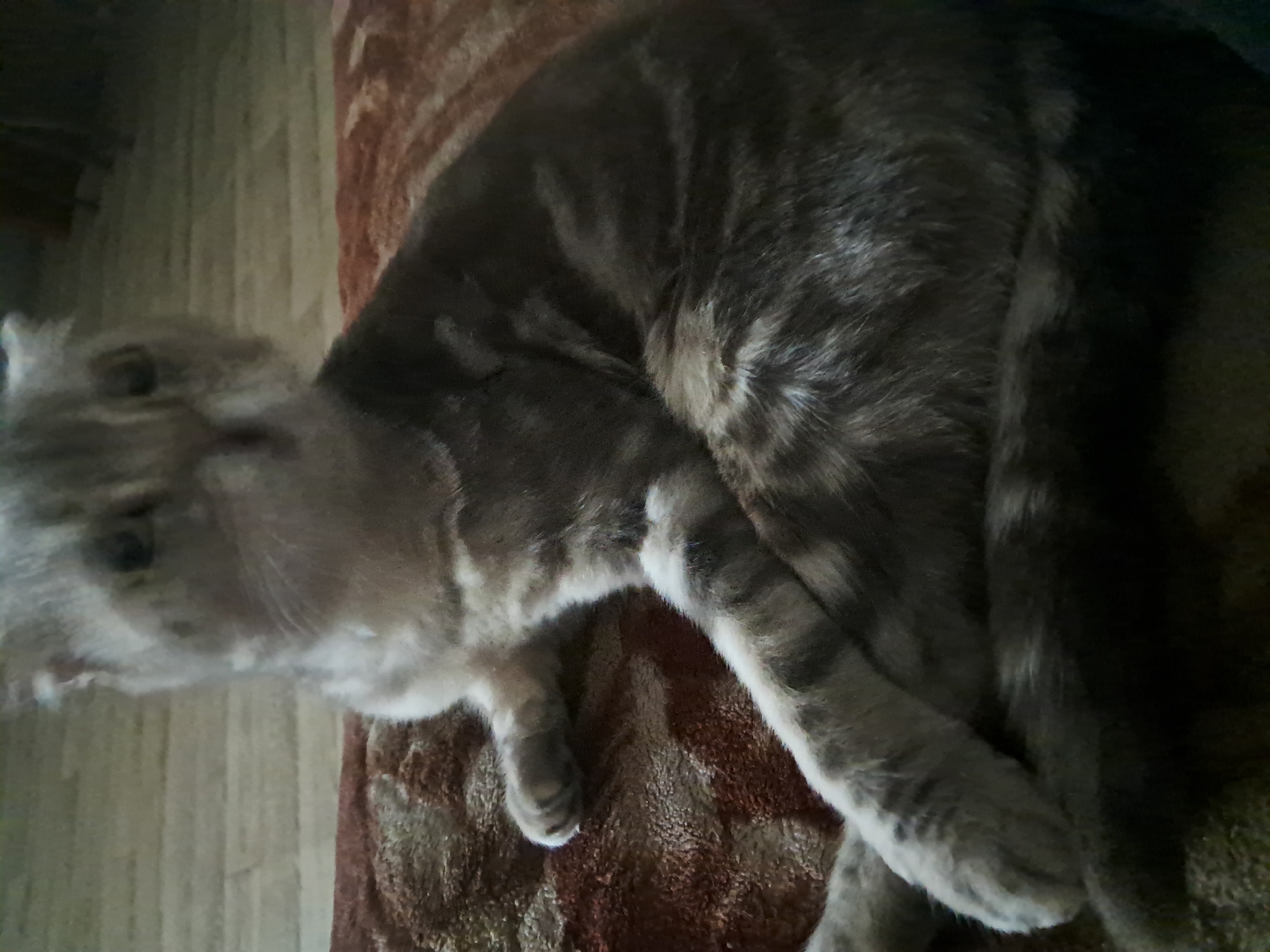 A grey tabby cat with folded ears is lying on a patterned blanket. The cat is facing towards the viewer but its face is slightly blurred. The blanket is dark brown with a lighter brown pattern. The background appears to be a wooden floor. The image was taken indoors, likely in a residential setting within Қарақыстақ ауылдық округі, Kazakhstan.