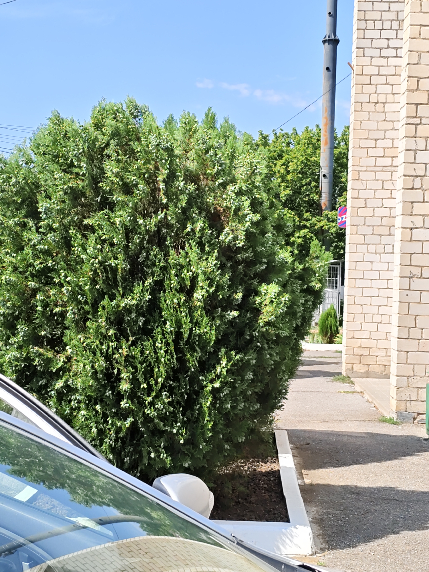 A view of a well-maintained exterior scene in Pukhlyakovskiy, Russia, on a sunny day. In the foreground, the hood and windshield of a light-colored car are visible, reflecting the surrounding environment. To the left, a dense, green evergreen bush dominates the frame, showing numerous small white berry-like structures. A concrete pathway runs alongside the bush, bordered by a white-painted curb. Beyond the pathway, a light-colored brick building stands to the right, with its wall showing the texture of the bricks and mortar. A utility pole with a grey cylindrical structure and visible holes stands between the evergreen bush and the brick building. Further in the background, a line of green trees can be seen, adding to the natural elements of the scene. A small, conical evergreen tree is planted near the entrance of a white structure, possibly a small building or shed, visible in the distance. A portion of a red and blue sign is visible on the utility pole, partially obscured by the evergreen bush. The sky above is clear blue with minimal clouds.