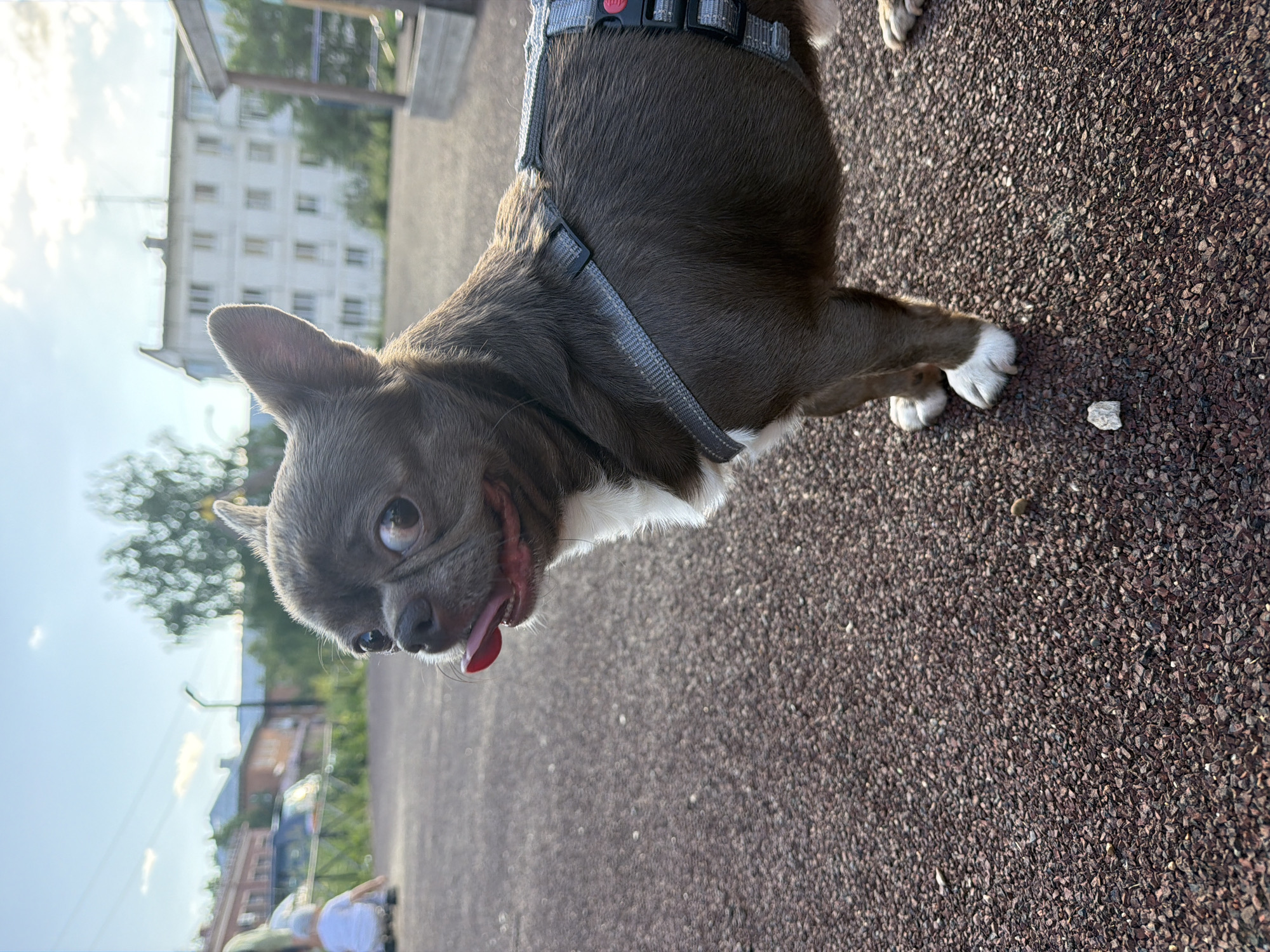 A small, short-haired dog, resembling a Chihuahua, stands on a granular, reddish-brown surface in what is identified as an urban setting in the city of Votkinsk, Russia. The dog, predominantly brown with a white chest and white markings on its front paws, wears a gray harness. It faces slightly left of the viewer, looking directly towards the camera with wide, dark eyes and its pink tongue protruding from its mouth. Its right ear is erect, angled towards the right. In the blurred background to the left, a person, likely a child, wearing a light-colored shirt, is crouched down. Further back, vehicles and several multi-story buildings of varying architectural styles are visible, along with green foliage and a street light. To the right in the background, another part of a structure is present. The sky above is light blue with scattered white clouds, indicating daytime under sunny conditions. A small, light-colored rock lies on the ground near the dog's left front paw.