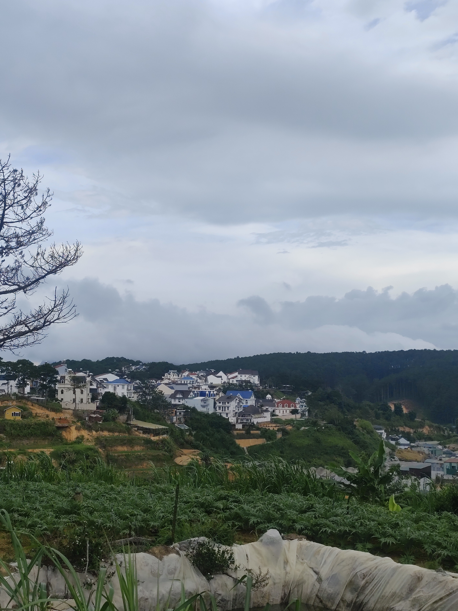 This is a photograph of a hilly landscape in Da Lat, Vietnam, under a cloudy sky. The scene is dominated by a cluster of white houses with red and blue roofs nestled on a hillside, suggesting a residential area or a resort. The houses are modern in style with pitched roofs and balconies.
In the foreground, there is lush green vegetation, possibly agricultural fields, with some white sheeting in the lower part of the image, which could be used for covering crops or a greenhouse. The vegetation is dense and appears to be swaying slightly, indicating a gentle breeze.
Behind the houses, a dense forest covers another slope, with trees characteristic of a mountainous region. The sky is overcast with heavy grey clouds, suggesting it might be a cloudy day or approaching rain. A bare, skeletal tree branch is visible in the upper left corner, adding a touch of starkness to the otherwise verdant scene.
The overall impression is of a serene, rural or semi-rural setting, typical of the cooler climate and hilly terrain of Da Lat. There is no visible text in the image, and no people or specific activities are discernible. The time of day is difficult to determine precisely due to the overcast conditions, but the diffused light suggests it is daytime. The weather appears to be cool and damp.