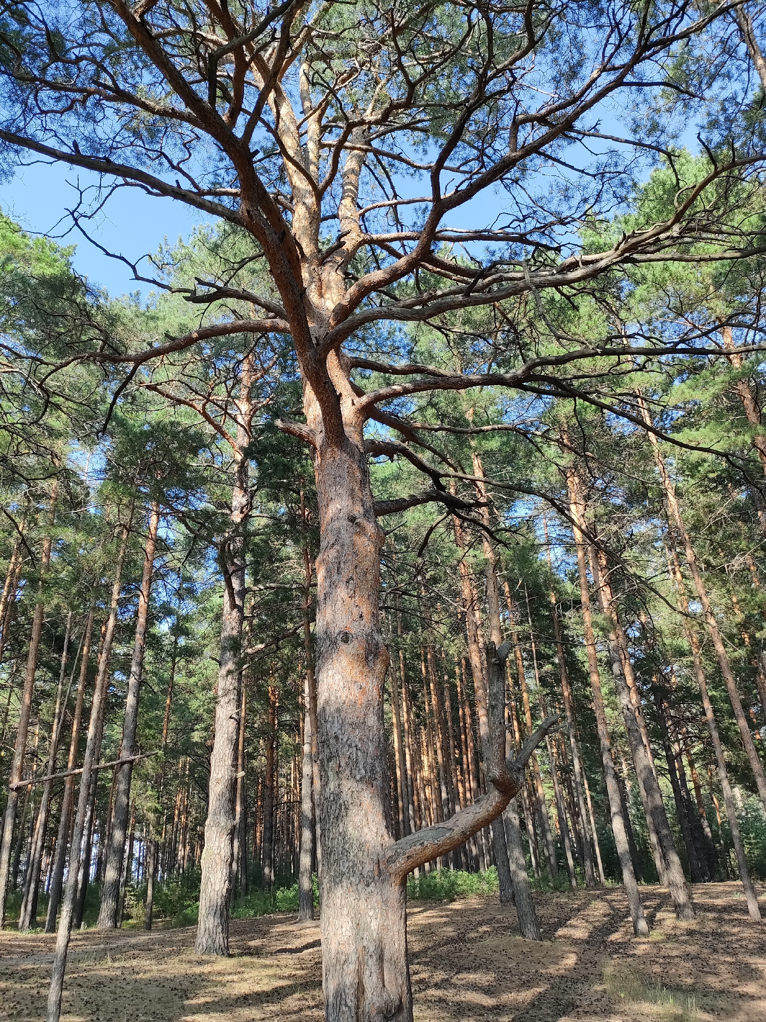 The image depicts a sun-dappled pine forest in the city of Barnaul, Russia. The foreground features the trunk of a large, mature pine tree with rough, textured bark. Its branches spread out widely, with sparse needles against a clear blue sky. In the background, a dense stand of tall, slender pine trees stretches into the distance, their trunks appearing as vertical lines. The forest floor is covered with a carpet of dry pine needles and pine cones, indicative of a dry, possibly late summer or early autumn setting. Sunlight filters through the canopy, creating dappled shadows on the ground and illuminating the trunks of the trees. No people or animals are visible in the scene. The environment is natural and undisturbed, suggesting a park or a preserved natural area within or on the outskirts of the city.