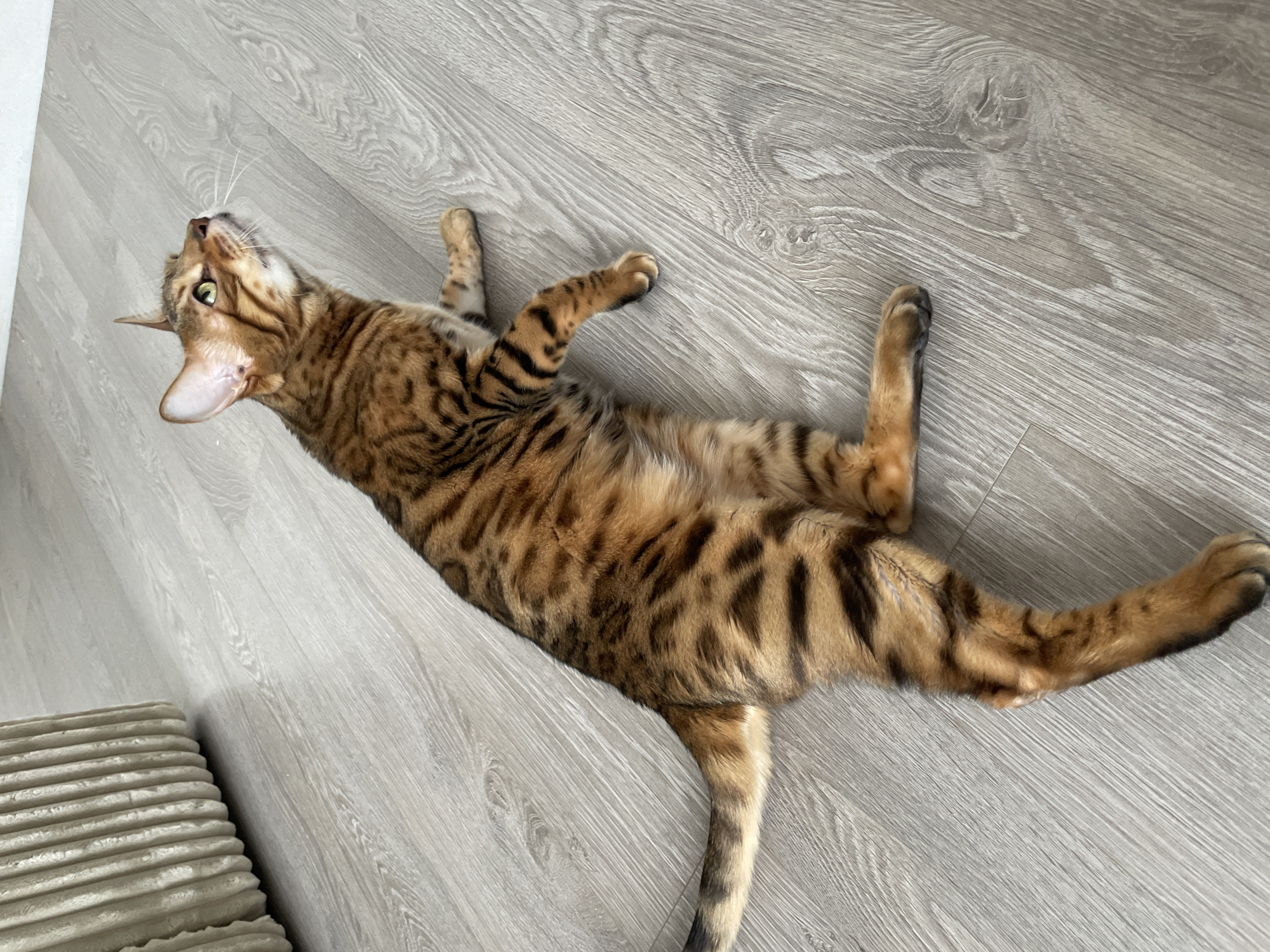 A Bengal cat is captured lying on its back on a light-colored wooden floor in an indoor setting in Izhevsk, Russia. The cat's body is stretched out, showcasing its distinctive spotted and striped golden-brown fur. Its head is tilted upwards and slightly to the left, with bright green eyes looking in the same direction, conveying a sense of curiosity or relaxed attentiveness. Its paws are visible and appear relaxed. The floor consists of light-toned wood-look planks. A plain white wall is partially visible along the left edge of the frame. In the bottom-left corner, a textured, light-colored object, possibly a cushion or a radiator, is partially visible. The overall lighting suggests it is daytime. There are no people or visible text in the image.