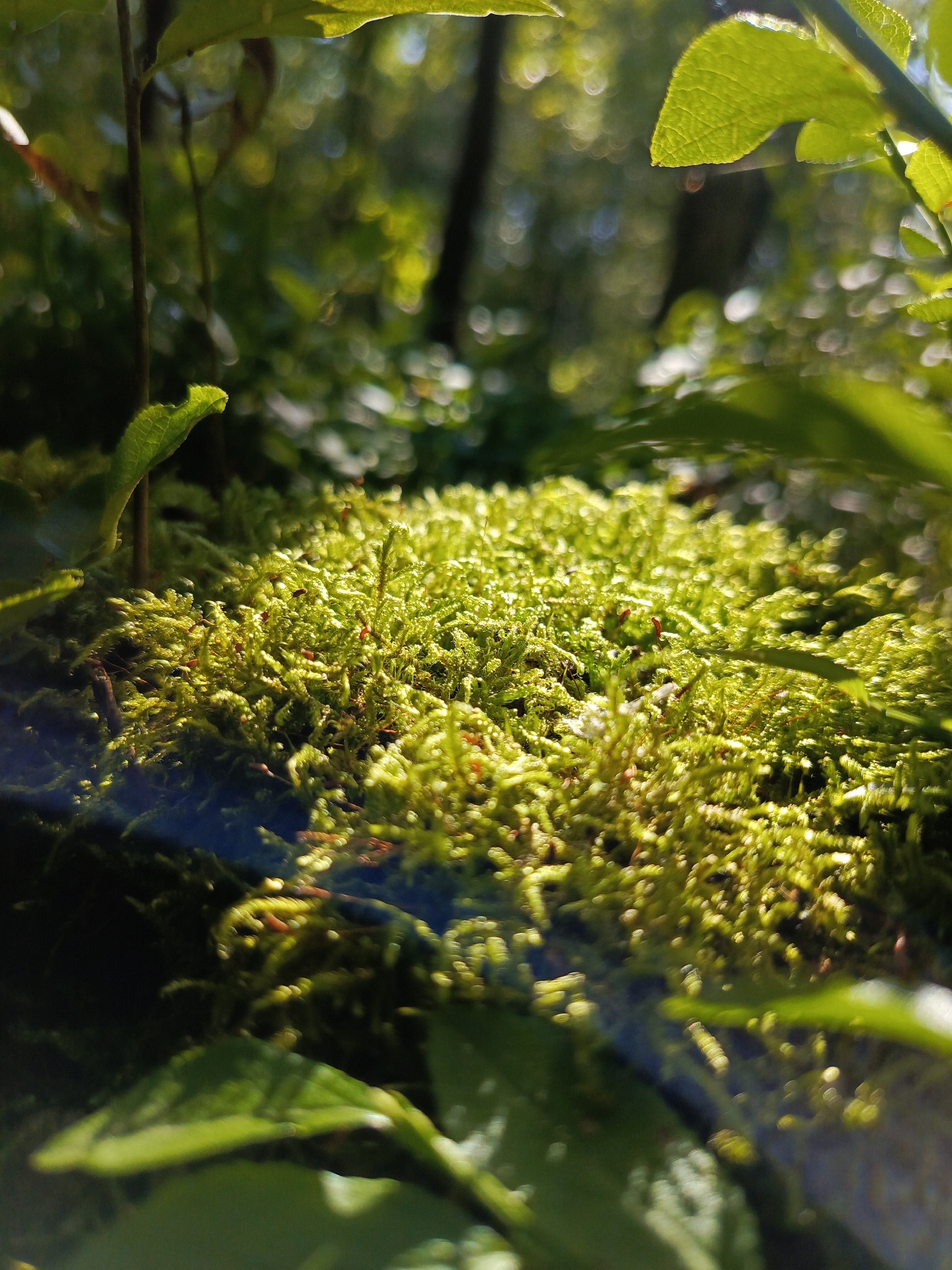 The image shows a close-up of vibrant green moss growing on the forest floor. Sunlight filters through the leaves above, creating a dappled effect and highlighting the delicate textures of the moss. Small red spore capsules are visible dotting the mossy surface. In the background, out-of-focus foliage and trees suggest a natural woodland environment. The location is the forest near Kruszyn, Poland. The scene depicts a peaceful, natural setting.