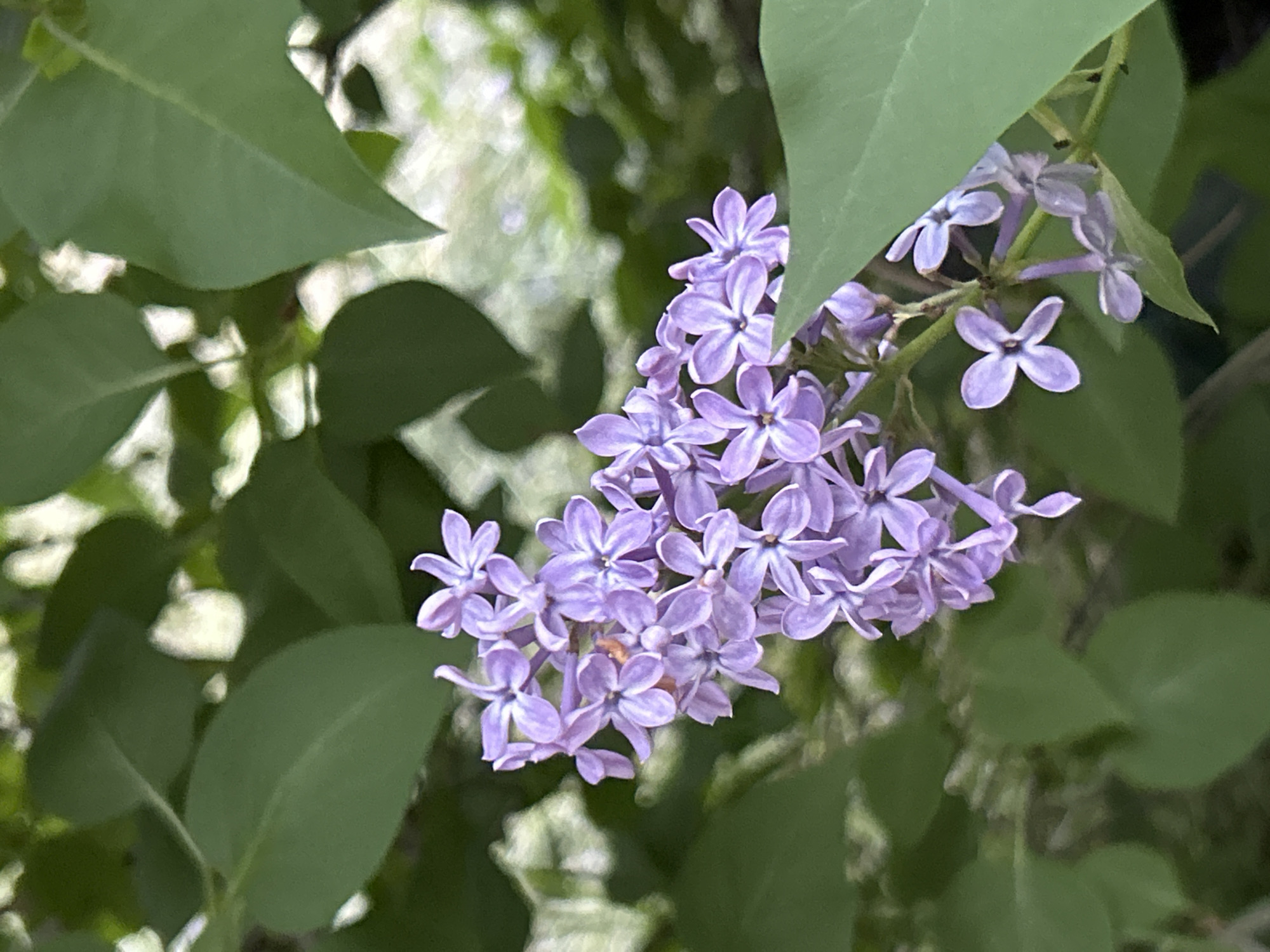A cluster of light purple lilac flowers are centrally positioned in the frame, surrounded by green leaves. The background is slightly blurred, suggesting an outdoor setting with other foliage.