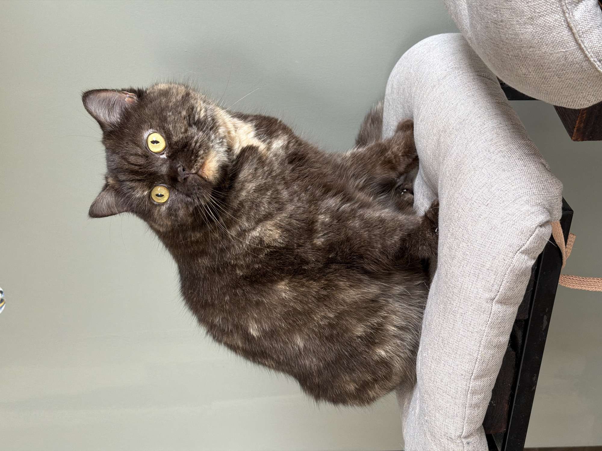 A tortoiseshell cat with yellow eyes is lying on the side of a light gray cushioned chair. The background is a light gray wall. The location is likely indoors. It is not possible to ascertain the city of Chaikovsky, Russia, from the given information.