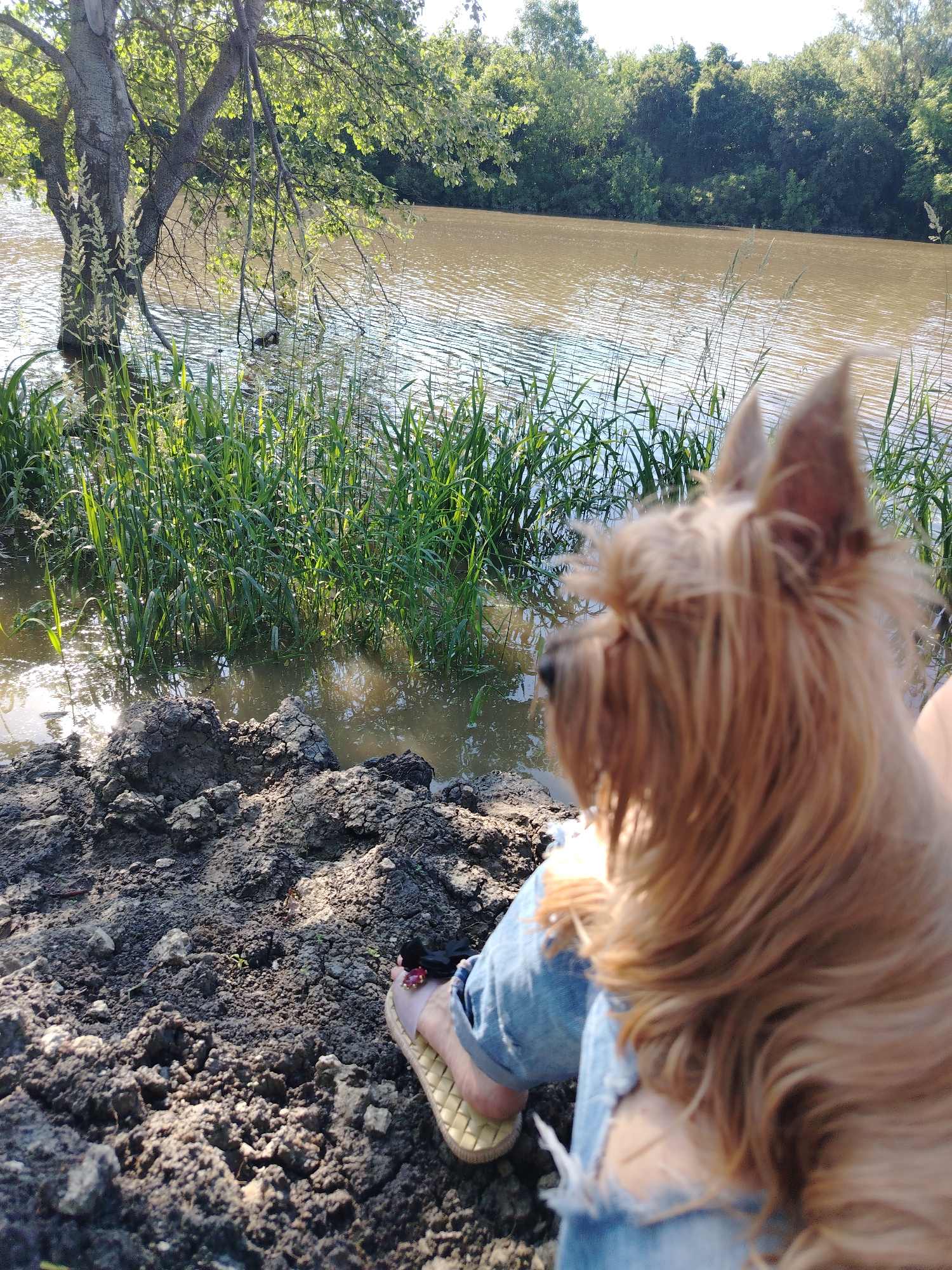 The image captures an outdoor scene by a body of water in Novobzhegokay, Russia. In the immediate foreground, dark, clumpy, dried earth or mud occupies the lower left. A person's lower legs, clad in ripped blue denim jeans, are visible, with one foot wearing a light-colored, possibly braided, sandal adorned with a dark bow and a reddish bead. To the right, a small, long-haired dog with reddish-brown fur is positioned, largely out of focus, facing away from the viewer and looking towards the water.
The midground features a calm, brownish body of water with visible surface ripples. Tall green reeds and grasses grow densely along the water's edge and partially submerged within it. To the left, a large tree with light-colored bark and lush green leaves stands partially submerged in the water, with some lower branches dipping into the surface. The background consists of a distant opposite bank densely covered with a variety of green trees and foliage under a bright sky, suggesting a sunny daytime environment.