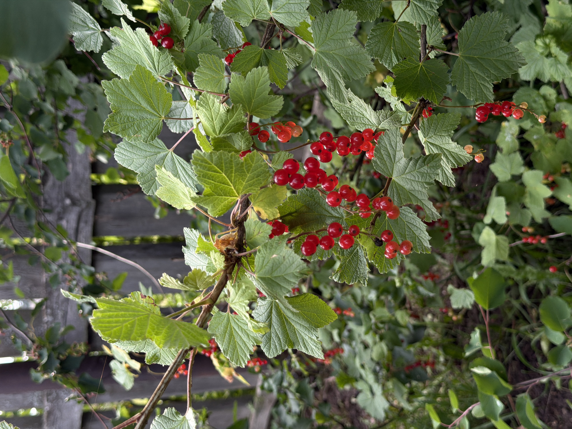 This media file features a close-up view of a red currant bush laden with ripe berries, set against a backdrop of green foliage and a weathered wooden fence. The berries, a vibrant crimson, are clustered in pendulous bunches, some still showing hints of green or orange, indicating varying stages of ripeness. The leaves are broad and serrated, with prominent veins, and exhibit a healthy green hue, suggesting a late spring or summer season.
The scene is an outdoor setting, likely a garden or natural area, given the presence of the bush and the rustic fence. The lighting suggests daylight, with soft shadows and a slightly diffused quality, possibly indicating an overcast day or the dappled sunlight filtering through leaves. There are no people or animals visible. The overall impression is one of natural abundance and the bounty of the season. The wooden fence, partially visible and slightly out of focus, provides a textural contrast to the organic forms of the plant and adds a sense of place.
There is no visible text in the image. The focus is entirely on the natural elements, particularly the red currants, which are the clear subjects of the photograph. The composition draws the viewer's eye to the clusters of berries, emphasizing their color and texture. The depth of field is shallow, blurring the background and foreground elements, which further isolates and highlights the main subjects. The location context provided is Chaykovskaya, Russia, which is consistent with the appearance of a hardy bush bearing berries that could be cultivated or found wild in that region.
