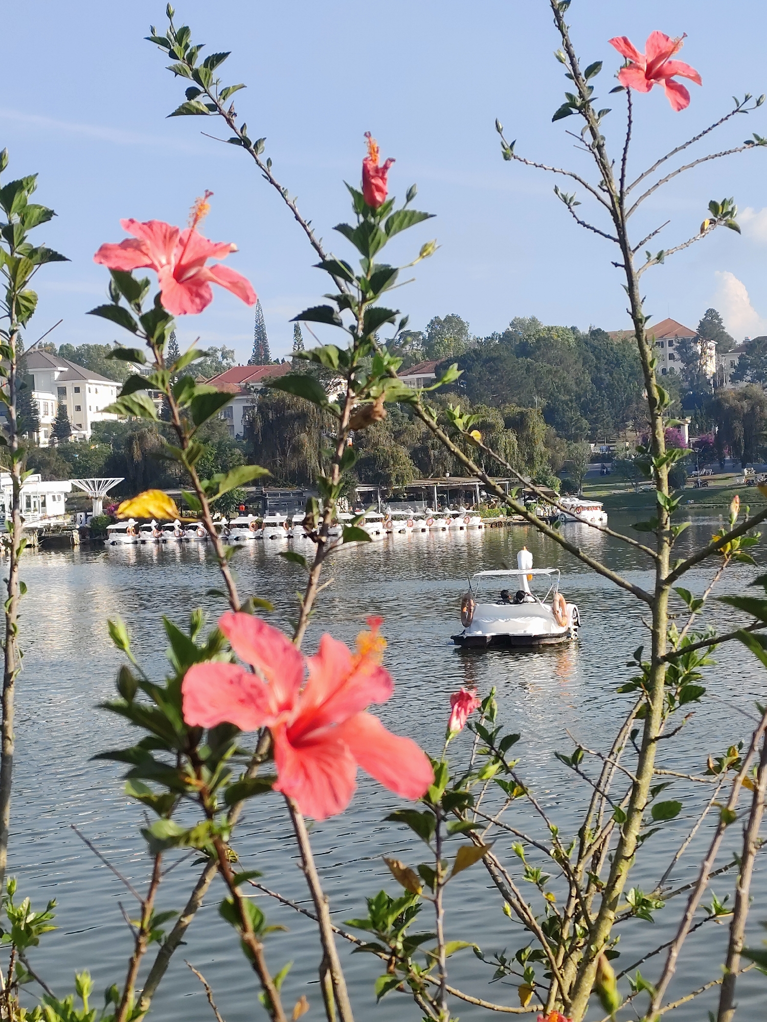 The image shows a lake scene in Da Lat, Vietnam. In the foreground, hibiscus flowers and foliage frame the view. In the midground, a swan-shaped paddleboat with passengers is on the water, along with a row of swan boats docked along the shore. Buildings are visible on the hill behind the lake, interspersed with trees. The sky is light blue.