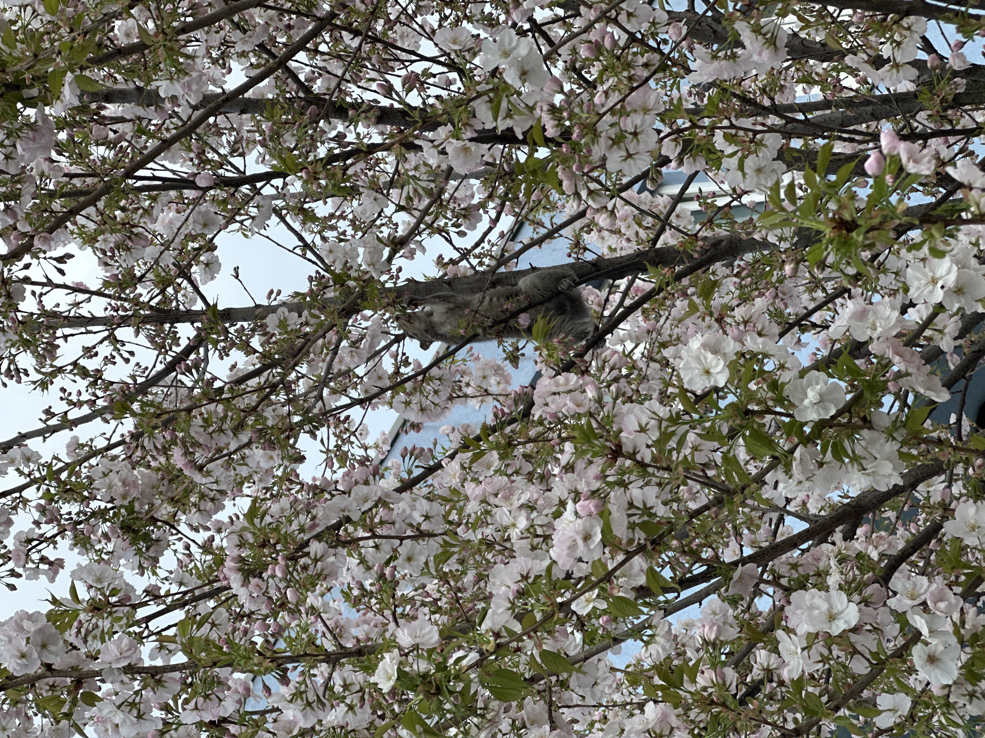 A grey squirrel is depicted clinging vertically to the trunk of a flowering cherry blossom tree in an urban setting within London, United Kingdom. The squirrel, positioned centrally, is oriented upwards with its head near a cluster of light pink and white blossoms, its mouth slightly open. The tree is extensively covered in these blossoms and some light green leaves/buds. In the background, partially obscured by the tree's dense foliage, a light blue building structure is visible under an overcast sky. The image does not contain specific identifying landmarks to determine the precise location within London.