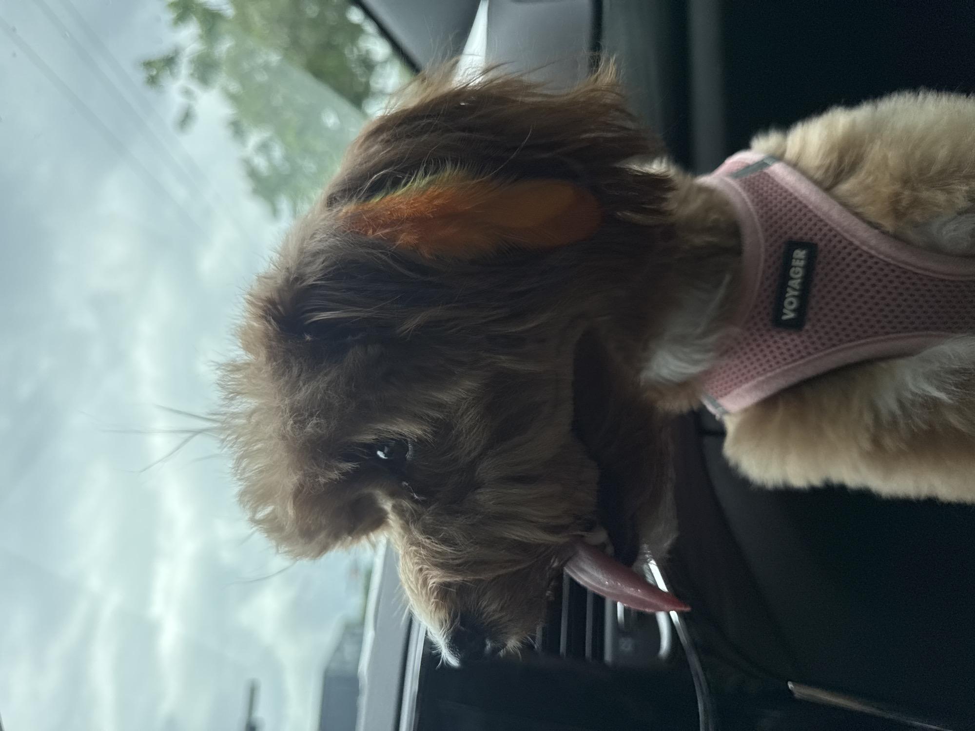 A small, fluffy, brown dog with a pink harness is sitting in the passenger seat of a car, looking out the window. The dog's tongue is hanging out, and its fur is slightly messy. The interior of the car is visible, with dark grey upholstery and a hint of a dashboard. Outside the window, the sky is overcast with grey clouds, and some green foliage is blurred in the background, suggesting trees or other vegetation. The location is identified as Deerfield Beach, United States of America.