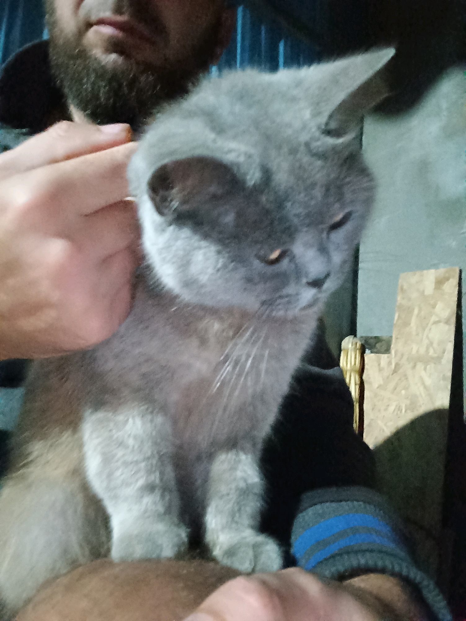 A medium shot captures a gray cat being held by an unseen person in Vypasne, Ukraine. The cat's fur is a soft gray, and its eyes are partially closed. A hand gently strokes the cat's head, and the person's chin and beard are visible in the upper left corner of the frame. The background is dimly lit, with a hint of wooden material and a blue, striped sleeve on the person's arm. The overall impression is one of domestic tranquility.