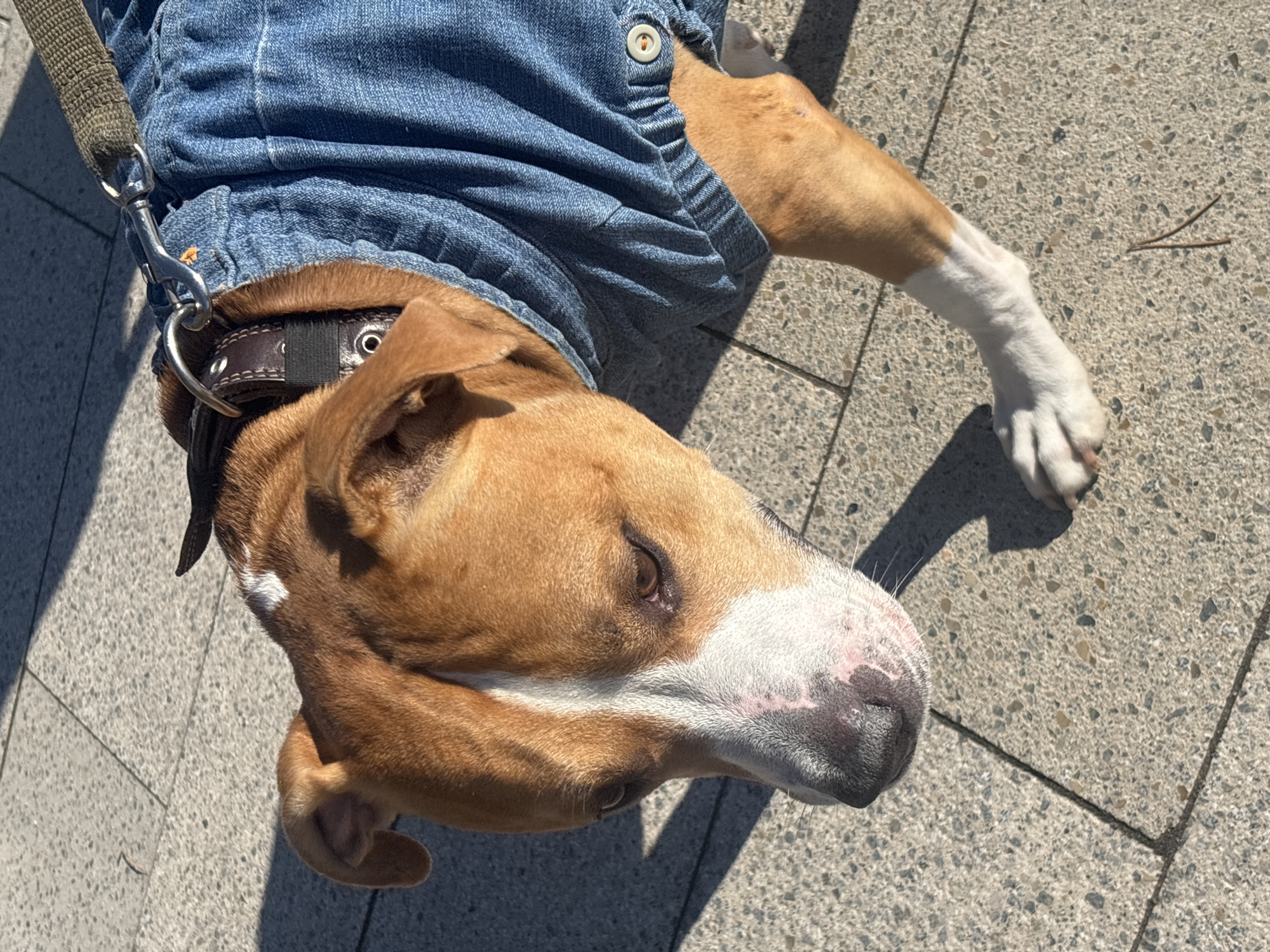 A dog wearing a denim shirt and a brown leather collar with a metal leash attachment is lying on a concrete surface. The dog's fur is primarily brown, with white markings on its muzzle and one paw. The background consists of concrete slabs with visible grout lines. The location is presumably in Chaikovsky, Russia.