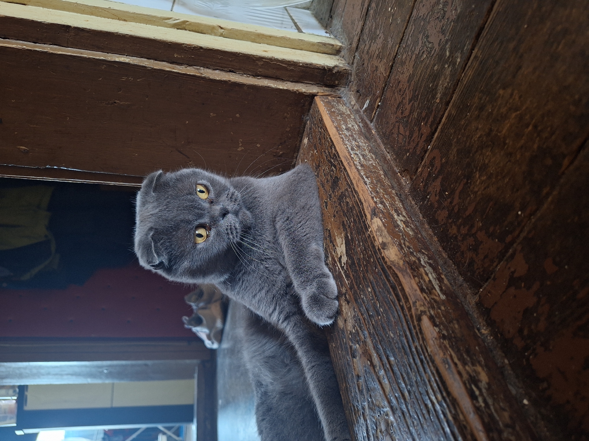 A grey Scottish Fold cat with yellow eyes is lying on a rustic wooden surface. The cat is facing towards the right of the frame, with its front paws resting on the wood. The background shows a doorway with dark wood paneling and a hint of a room beyond. The scene is indoors, likely within a residential setting in Lovech, Bulgaria. The lighting suggests it is daytime, with natural light entering the space. The wooden surface appears worn and aged.