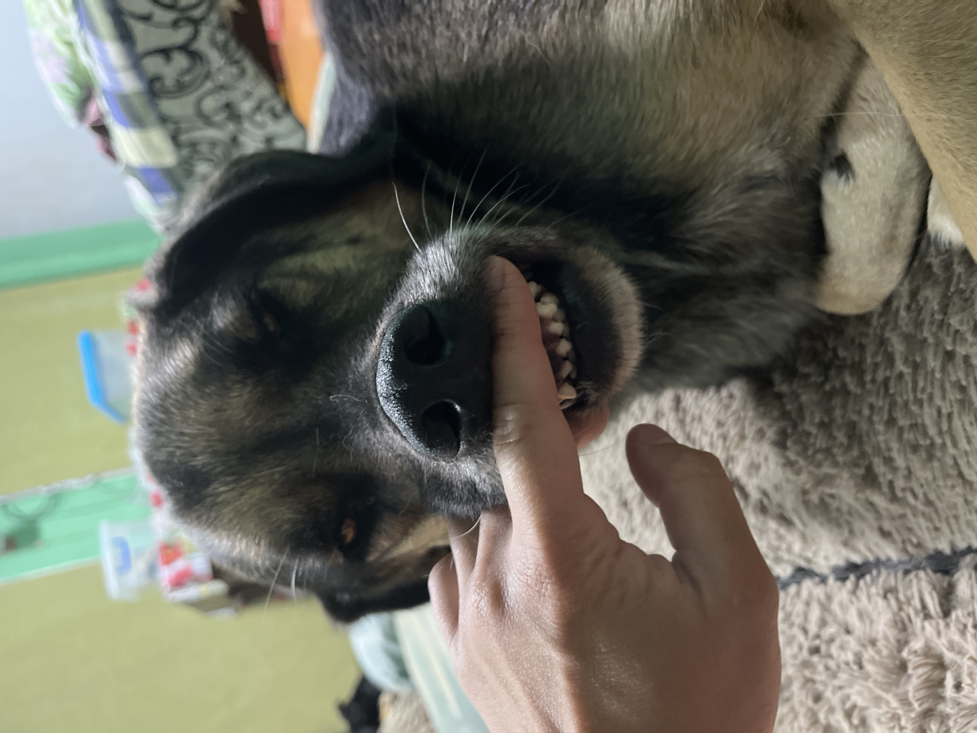 A close-up, indoor, eye-level shot shows a person's hand gently touching the snout of a dog. The dog, with dark fur and amber eyes, appears to be lying down on a textured, neutral-colored surface, possibly a rug or blanket. The dog's mouth is slightly open, revealing its teeth. The background is blurred but suggests a domestic setting, with hints of furniture, bedding, and a wall. There is no information or visual evidence in the image to suggest the location is in Nizhny Tagil, Russia.