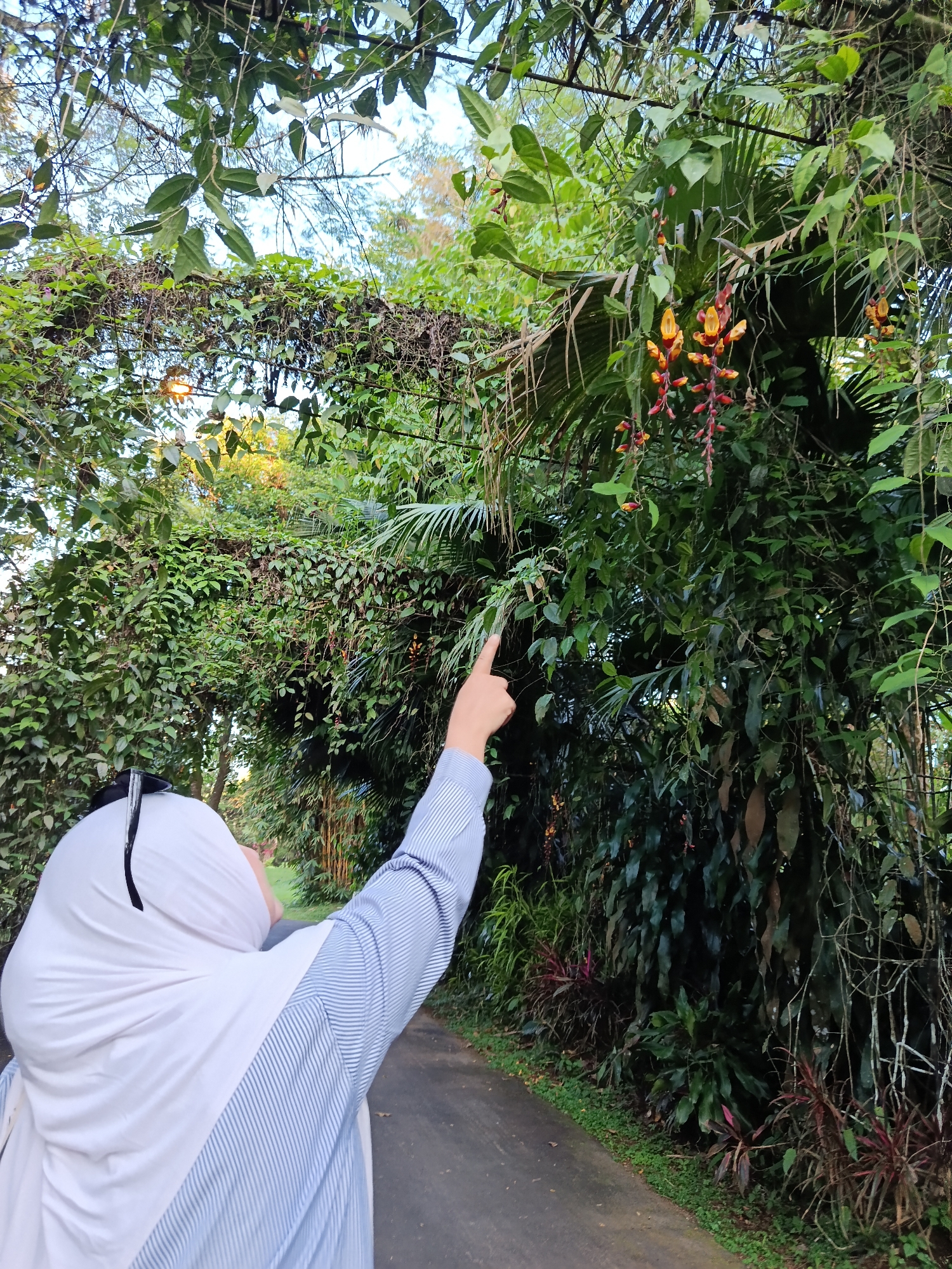 In Suka Makmur, Indonesia, a person wearing a white hijab and a blue and white striped shirt points at vibrant red and yellow flowers cascading from a lush green vine. The person is facing away from the camera, looking up at the flowers. The scene is set in a garden with abundant foliage, including large leaves and climbing plants, suggesting a tropical environment. A paved path runs alongside the garden.