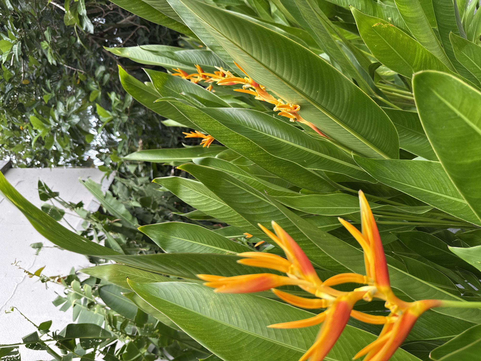 A close-up shot depicts a Heliconia flower plant with vibrant orange blossoms amidst lush green foliage. The scene is likely situated in a tropical garden in Nusa Dua, Indonesia, indicated by the plant species. A white wall and other green vegetation appear in the background. The angle of the image is slightly tilted, focusing on the Heliconia flower and its broad leaves.