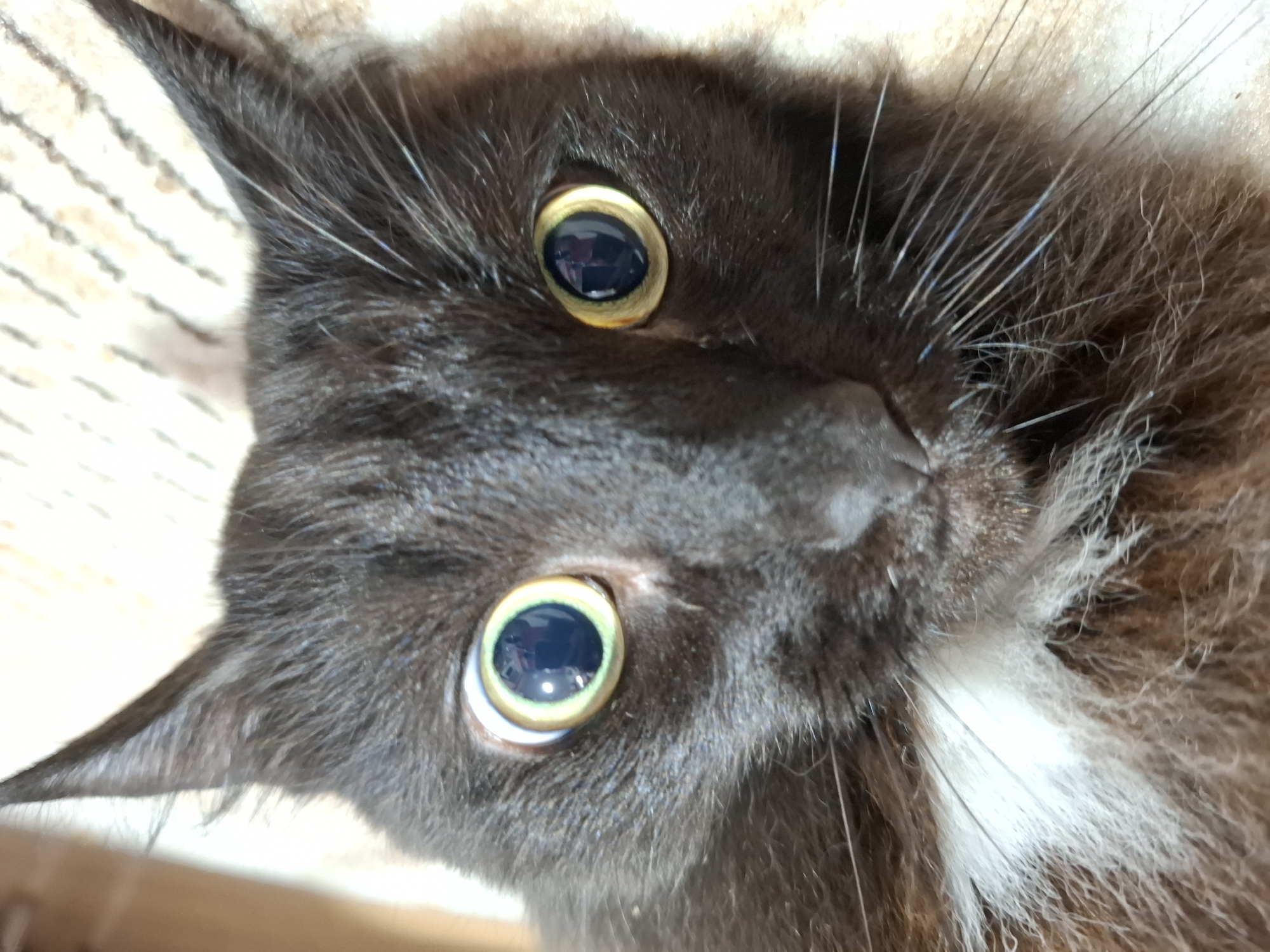 A close-up, rotated image depicts a dark-furred cat with yellow-rimmed eyes. The cat's fur appears predominantly black, with some white patches visible. There is no evidence to suggest the location is Chaikovsky, Russia. No people, actions, or interactions are discernable in the image. The environment is limited to the immediate surroundings of the cat's face.