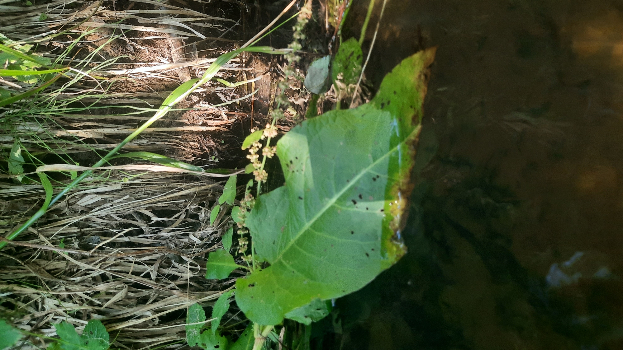 The image shows a close-up view of a large, green leaf floating on dark, murky water. The leaf has several small, dark spots on its surface and appears to be partially submerged. Behind the leaf, a dense growth of dry, straw-like vegetation is visible, with some green foliage interspersed. The background suggests a natural environment, possibly a riverbank or a marshy area. There are no people or animals visible in the image. The scene is consistent with an outdoor setting in a natural environment. The city of Шклоў, Belarus, is a known location with numerous rivers and marshlands, which are consistent with the environment depicted in the image.