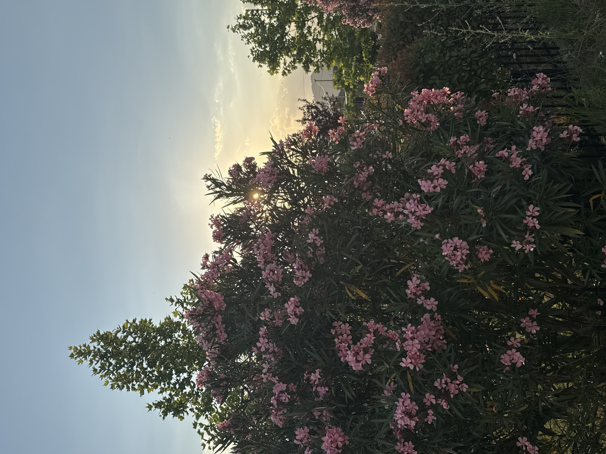 The image shows a large oleander bush with pink flowers in full bloom. The sun is shining through the branches, creating a lens flare effect. There are other trees and bushes in the background, as well as a fence. The sky is blue with some clouds. The location is Unknown, Unknown.