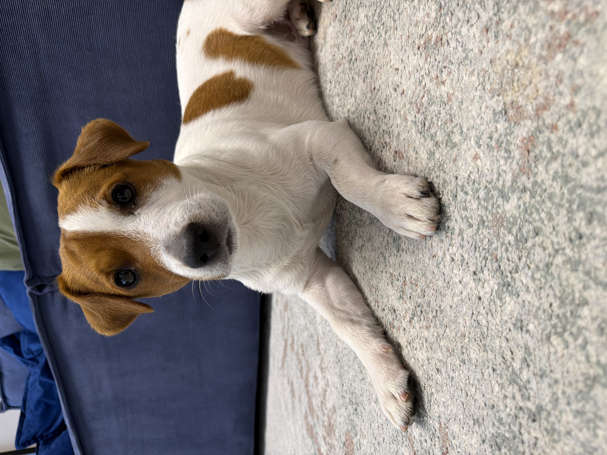A young Jack Russell Terrier with white fur and tan markings lies on a light-colored, textured rug. The dog's head is turned slightly to the left, with its ears perked forward. Its dark eyes are looking directly at the camera. The dog's front legs are extended in front of it. In the background, a dark blue couch is visible. The scene appears to be indoors. There is no information about the location being in Moscow, Russia.