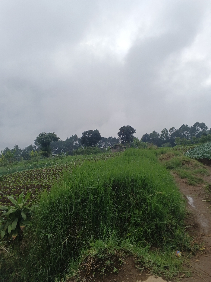 A landscape scene under a cloudy sky. A field of crops and lush green grass occupy the foreground, transitioning to a dirt path on the right. Trees populate the midground against the backdrop of a muted sky. The overall mood is overcast and rural.
