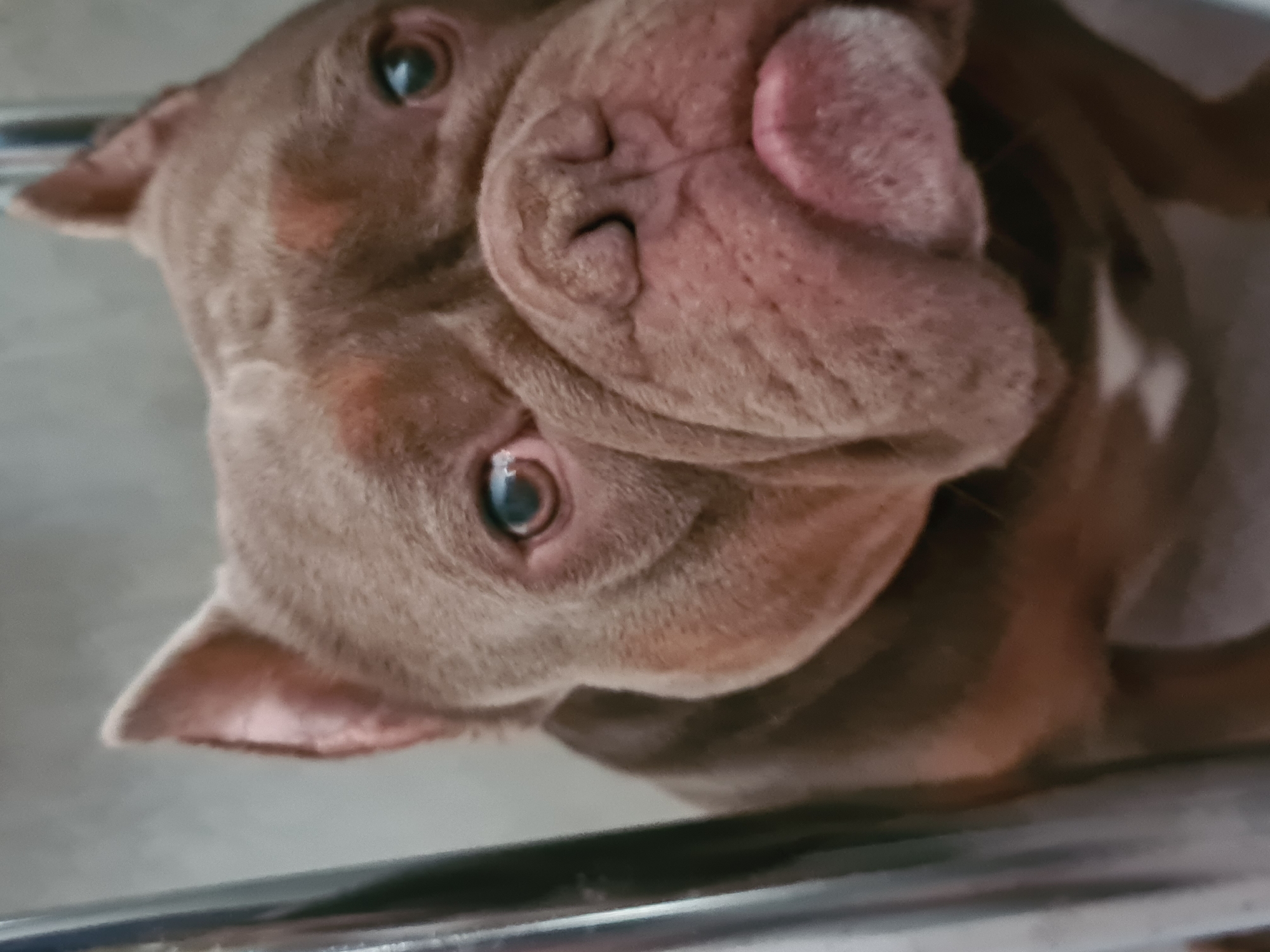 The media file is a close-up, low-angle, vertical shot of a brown dog's head. The dog appears to be a pitbull or similar breed, characterized by its muscular build and wrinkled snout. The dog's eyes are wide open and staring directly at the camera, with one eye slightly more visible than the other. The pupil of the visible eye is a bright blue-green, and the sclera is a lighter blue. The dog's nose is dark and appears wet, with prominent wrinkles around it. A portion of the dog's tongue, pink and slightly rolled, is visible on the right side of its face. The dog's ears are floppy and lie flat against its head. The fur is a light brown with some reddish undertones, especially around the cheeks. The background is out of focus and appears to be a neutral, light-colored surface, possibly a floor or wall. A thin, metallic bar runs horizontally across the bottom of the frame, suggesting the dog might be near some furniture or a barrier. The lighting is soft and diffused, with no harsh shadows. The overall mood conveyed by the dog's expression is one of intense focus and perhaps curiosity. There is no visible text in the media file.