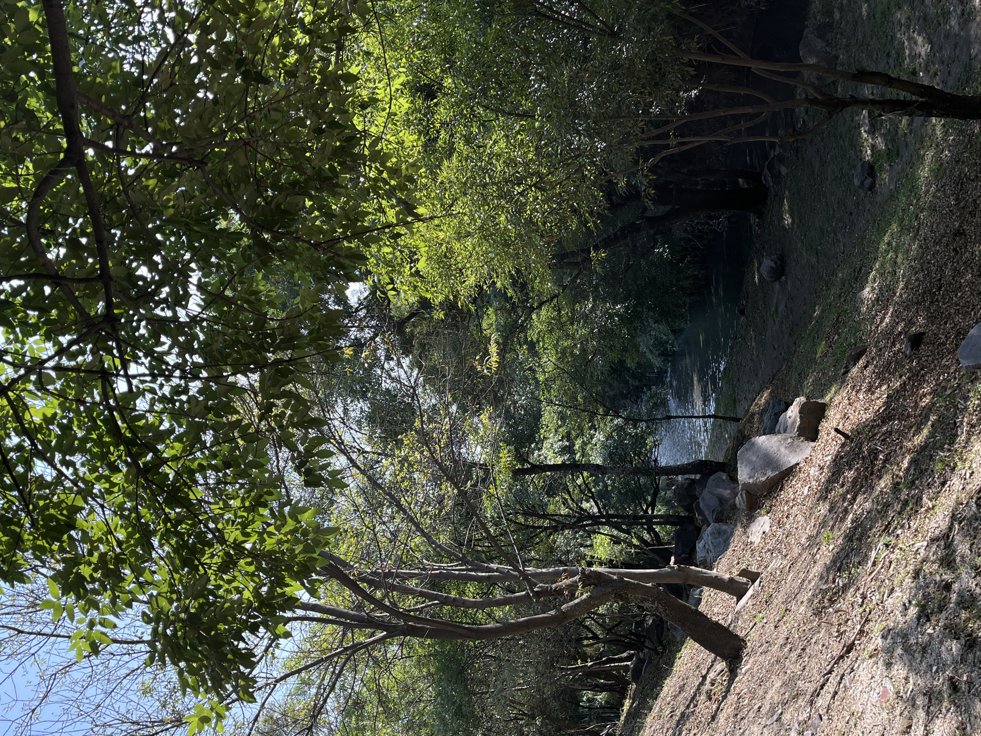 The image captures a section of Paseo del Teleférico in Heroica Puebla de Zaragoza, Mexico. A narrow, possibly man-made water canal runs through the center of the frame, flanked by an embankment on the right covered in gravel and foliage. Large rocks are positioned along the water's edge. Overhanging trees with dense, green foliage create a canopy, partially obscuring the sky and providing dappled light. Some tree branches extend horizontally across the frame. The scene has a natural, unkempt appearance.