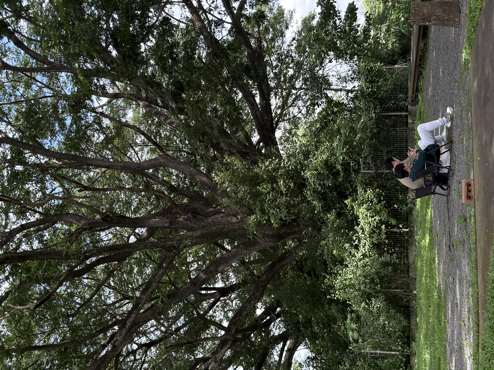 In Tambon San Phi Suea, Thailand, two individuals are seated in folding chairs on a gravel path beneath a massive, sprawling tree with a dense canopy of leaves. The person on the left wears a light brown long-sleeved shirt and dark pants, looking at their phone. The person on the right wears a dark green hoodie, light gray sweatpants, and white sneakers, also engaged with their phone. In front of them, to the left, is a black backpack. To the right of the individuals, a rough-hewn tree stump stands upright. The background features lush green foliage, a metal fence, and a wooden structure. The ground is covered in gravel and grass. The scene suggests a tranquil, outdoor setting.