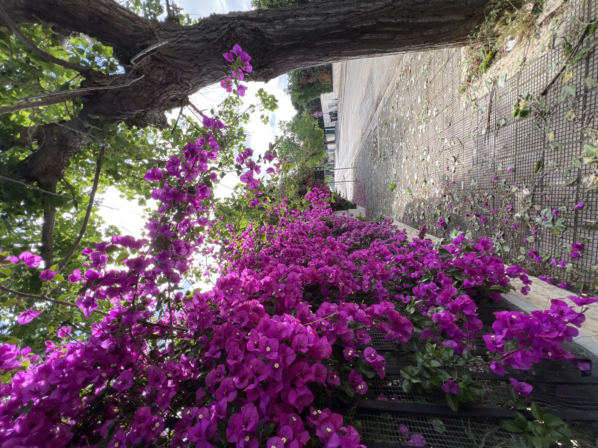 The image captures a vibrant street scene in Bari, Italy, shot from a low, upward-looking perspective and rotated ninety degrees to the right. A massive, textured dark brown tree trunk stretches horizontally across the top of the frame, its green leaves filtering the bright sunlight. Below this, a dense explosion of brilliant purple bougainvillea flowers dominates the left and lower-left portions of the image, obscuring a dark metal grid fence that supports their growth.
On the right side, a paved street or pathway is visible, adorned with light-colored square-patterned tiles. Numerous fallen purple bougainvillea petals and some green leaves are scattered across this ground. Further along the street, various trees, distant buildings, and other street fixtures can be discerned. A circular black and white traffic sign, prominently displaying the number "60", stands midway down the street, likely indicating a speed limit.
The scene unfolds under a clear, sunny daytime sky, suggesting warm weather typical of a Mediterranean climate. No human or animal activity is present, emphasizing the static beauty of the natural and urban elements. The rich purple bougainvillea and the distinct paving contribute to the specific location's charm.