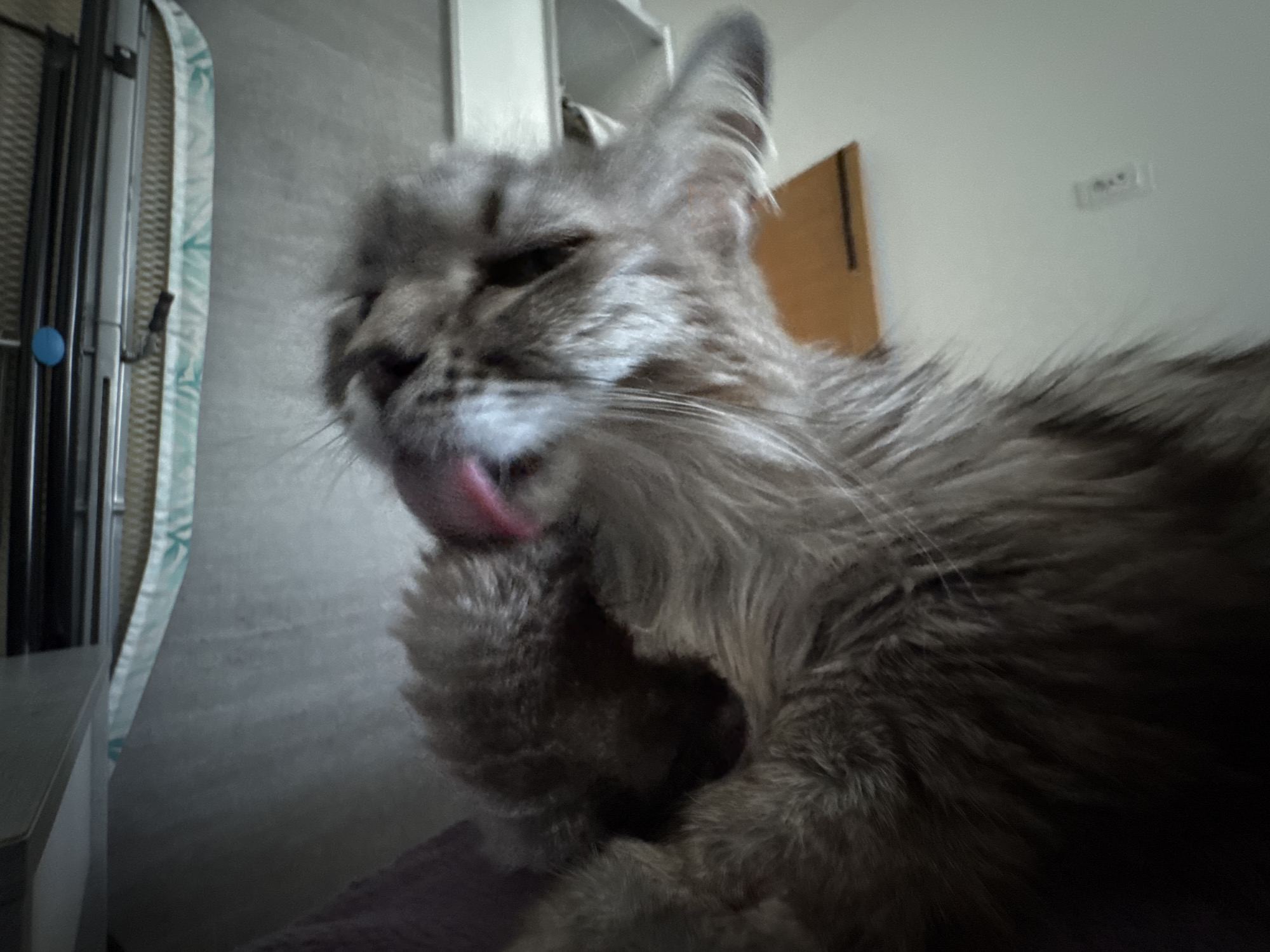 A close-up, slightly blurred photograph depicts a grey, long-haired cat grooming itself. The cat is in the foreground, with its head turned to the left and its pink tongue extended, licking its left paw. The cat's fur appears dense and fluffy.
In the background, to the left, there is what appears to be a white ironing board. Further back, to the right of the cat, is a light brown or tan object. The background is out of focus. The setting appears to be indoors.
