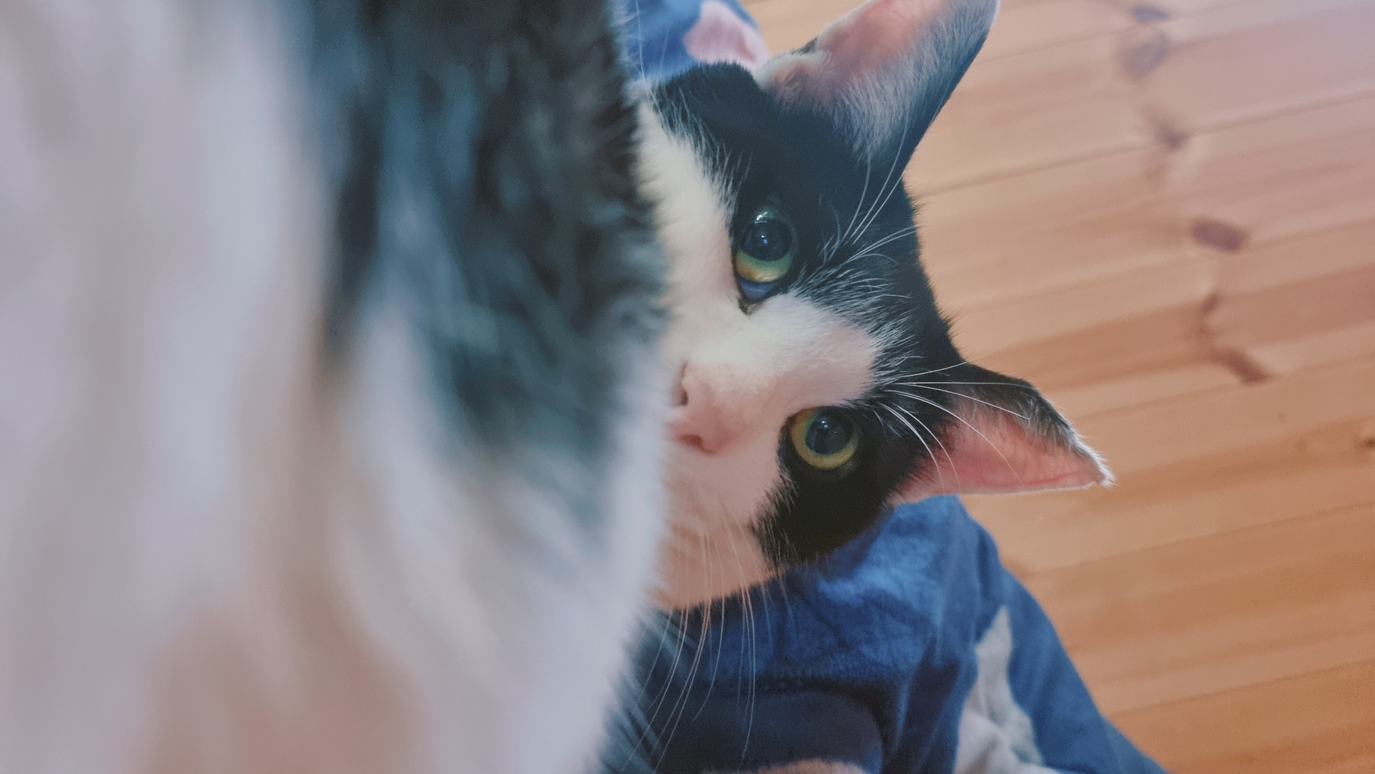 A black and white cat with green eyes peers from behind another cat, partially obscuring its face on the left side of the image. The cat is on a blue and white patterned surface. The background is a light brown wooden floor. The photograph was taken indoors in Dunnae-myeon, South Korea.