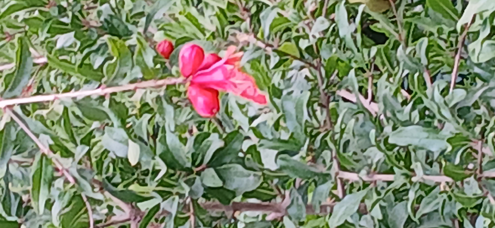 A close-up shot focuses on a cluster of bright pink pomegranate flowers hanging from a branch, set against a backdrop of lush green leaves and thin branches. The flowers, with their layered petals, are the primary subject, drawing the viewer's eye. One flower is fully open and vibrant, while a smaller bud is visible nearby. The surrounding foliage is dense, creating a natural and slightly blurred background that emphasizes the delicate beauty of the blossoms. The lighting appears soft, suggesting it may be daytime with diffused sunlight. The scene is devoid of any human presence, animals, or man-made structures, presenting a purely botanical view.