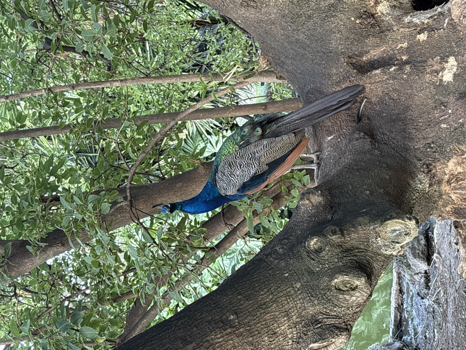 A vivid peacock rests in a tree, its iridescent blue neck curved downwards, and its patterned back feathers visible. The peacock's dark tail blends against the bark of the thick tree trunk. Leafy branches surround the bird, filtering the light and adding depth to the scene. The composition offers a naturalistic glimpse into the peacock's arboreal habitat.