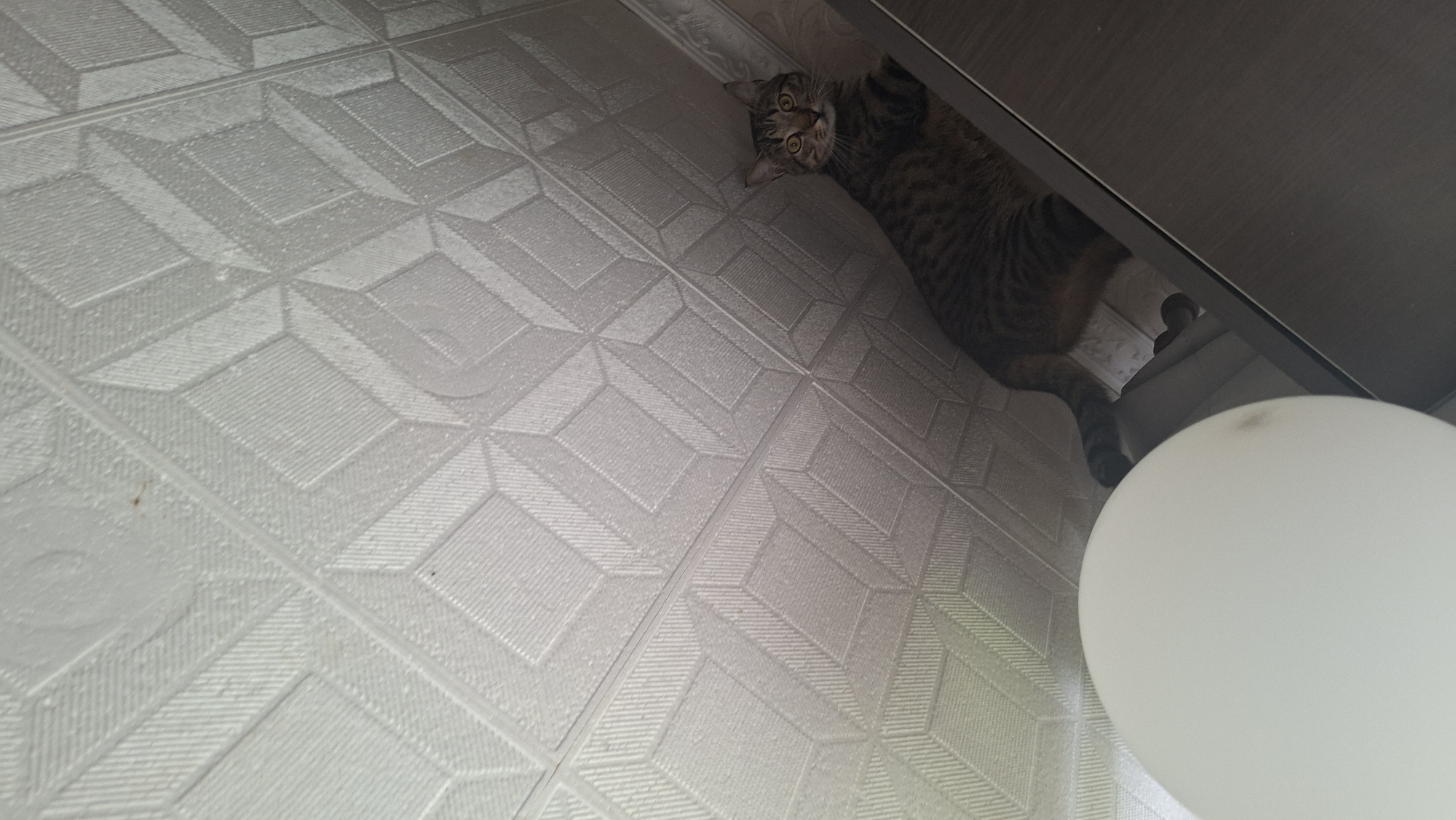 A tabby cat is perched on a dark brown shelf that extends from the right side of the frame towards the center. The cat is looking towards the viewer with yellow eyes. Its body is angled to the right, with its tail extending to the left. The background consists of a textured white ceiling with a geometric pattern. In the lower left corner, a large white spherical object, possibly a balloon or a lampshade, partially obscures the view of the ceiling and the cat. The scene appears to be indoors, possibly in a residential setting in Myadzyel, Belarus.