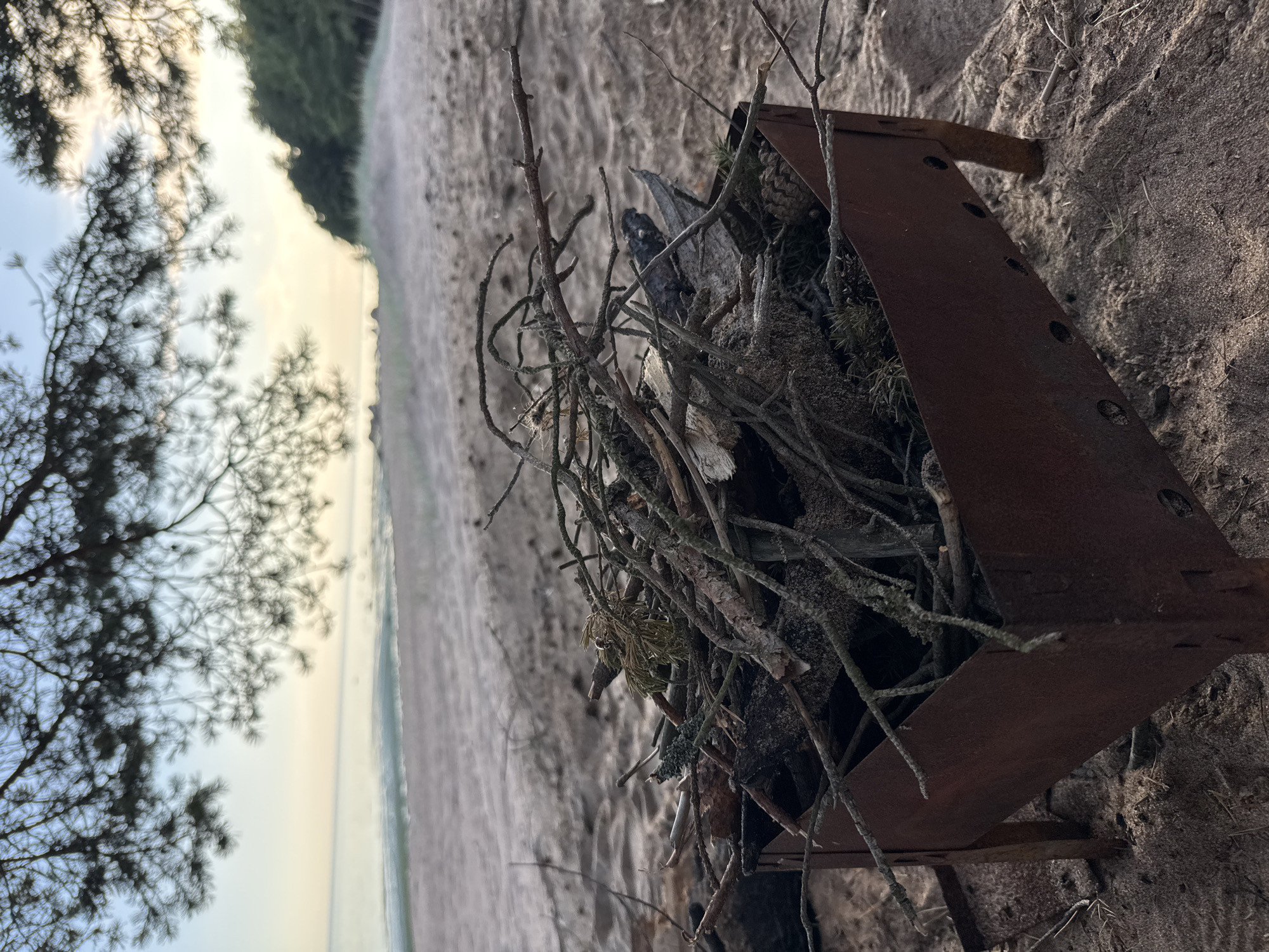 The image depicts a beach scene in Shepelevo, Russia, focused on a rusty portable grill filled with dry branches and pinecones, situated on sandy ground. In the background, the calm sea meets a sandy shore, bordered by a line of trees and dunes, all under a pale sky suggesting either dawn or dusk. The foreground is dominated by the grill and its contents, with the sandy beach stretching out behind it towards the water. No people are visible in the frame, and no actions or interactions are depicted. The environment is natural and serene, with the natural elements of sand, sea, and vegetation prominently featured.