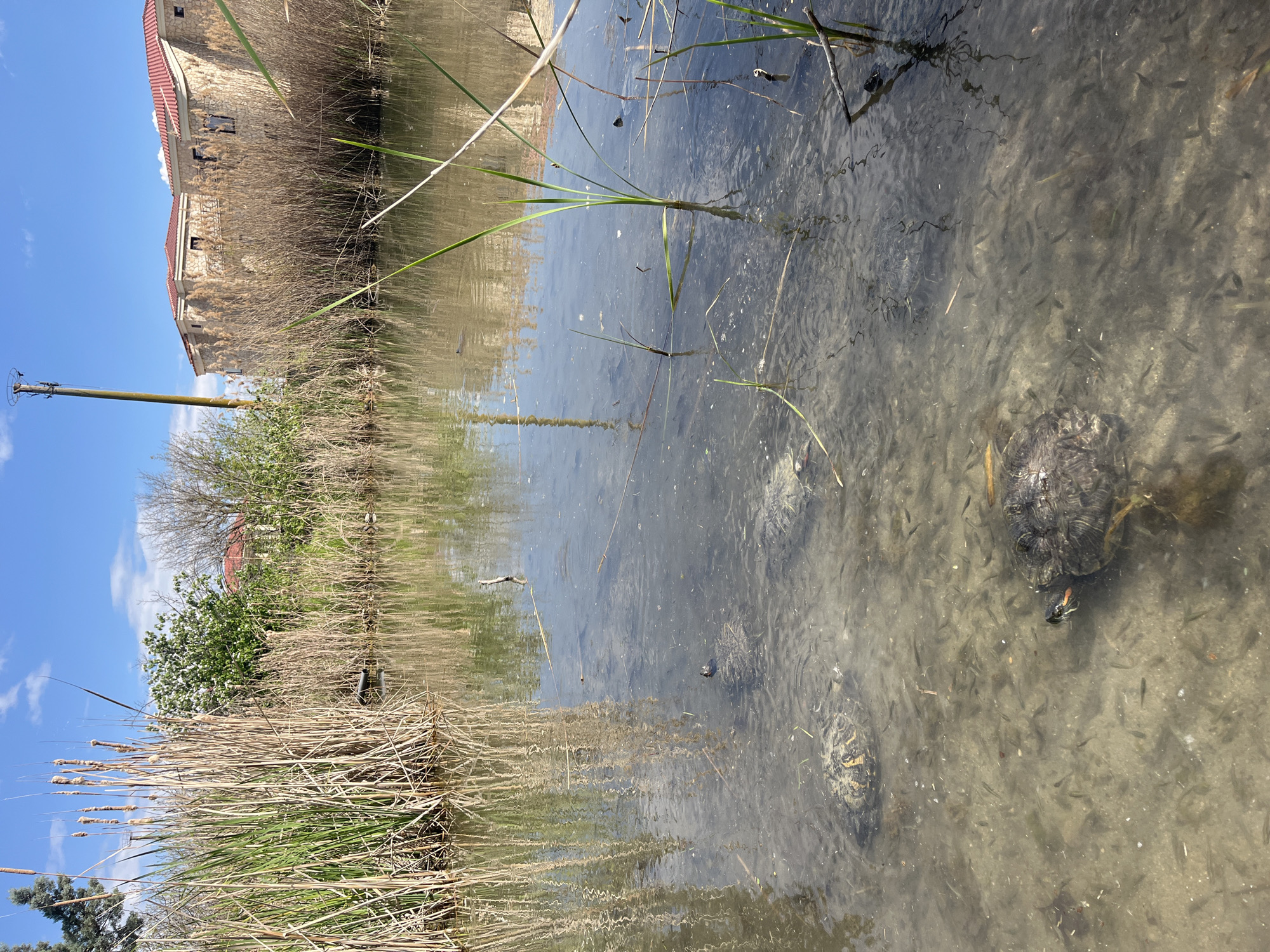The image depicts a shallow body of water with aquatic vegetation. Two turtles are visible submerged in the water, along with numerous small fish. The water appears murky, and the bottom is sandy. The water is bordered by tall grasses and reeds. In the background, there is a building with a red tile roof, a wooden utility pole, and a blue sky with scattered clouds.