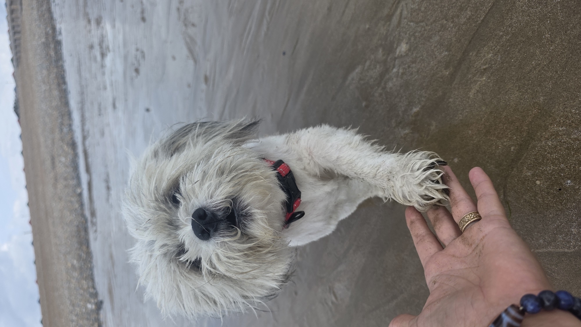 A white and grey shaggy dog with a red and black collar is standing on a wet sandy beach, reaching its paw out to a person's hand. The person's hand, adorned with a ring and bracelet, is positioned to receive the dog's paw. The background shows a grey, overcast sky and a pebble and sand beach. The location is St Leonards, United Kingdom.