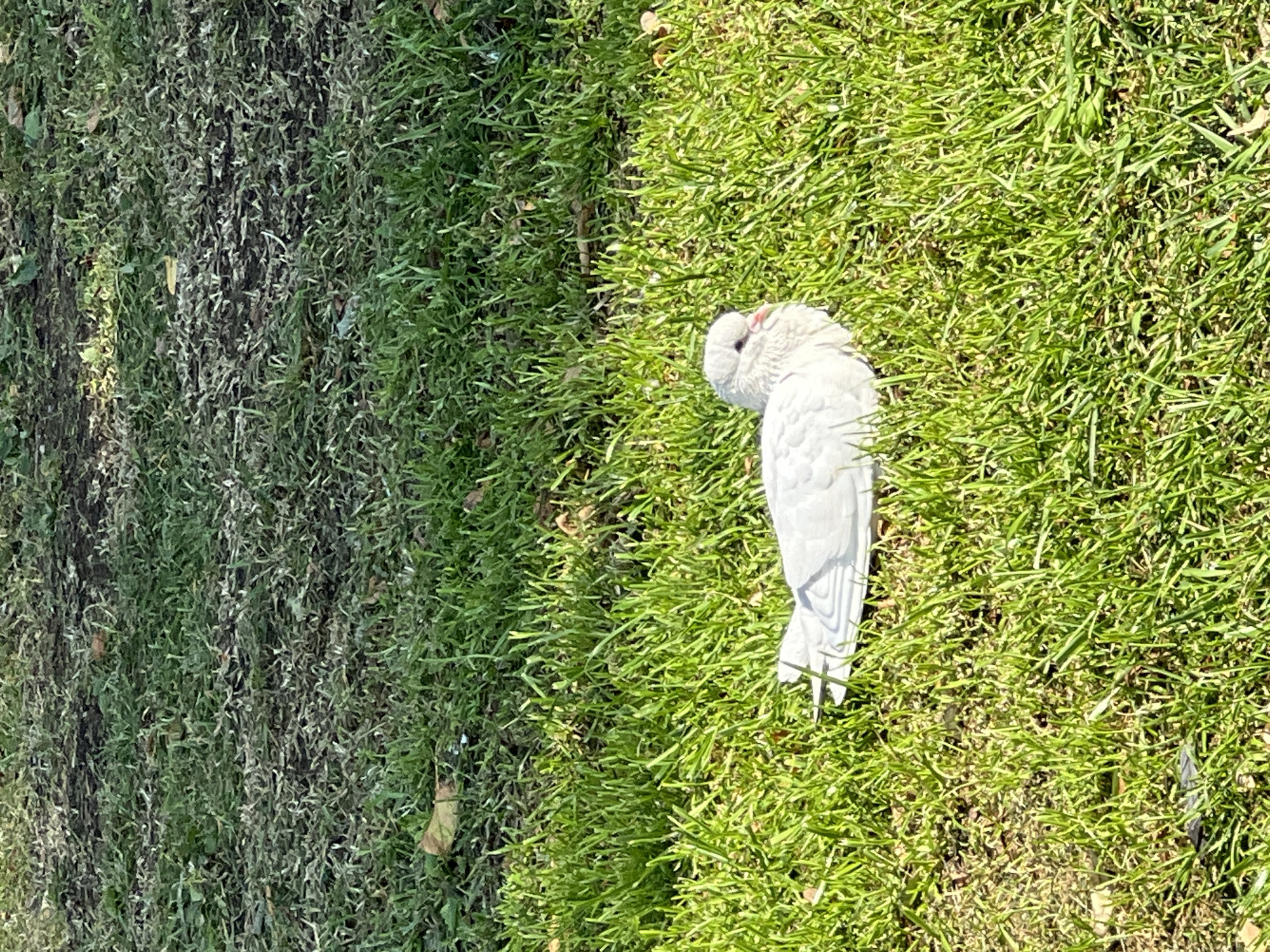 A white dove is resting on a patch of green grass. The grass is short and appears to be well-maintained, with some fallen leaves scattered on the ground in the background. The dove is facing to the left of the frame, with its head slightly turned towards the viewer. The lighting suggests it is daytime, with sunlight casting shadows on the grass. The scene is peaceful and natural. There is no indication of any specific location within Veliky Novgorod, Russia.